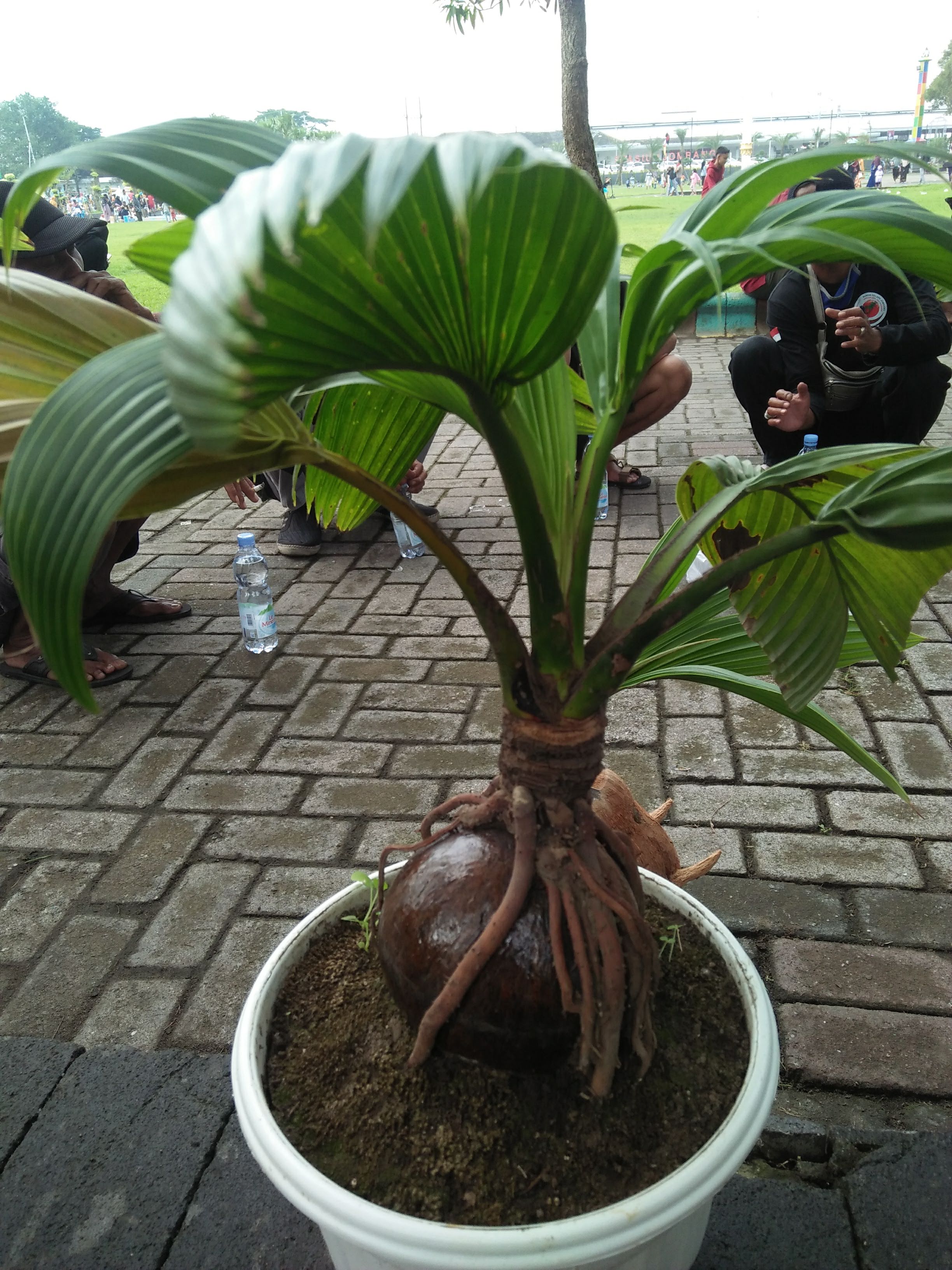 Coconut Palm Bonsai