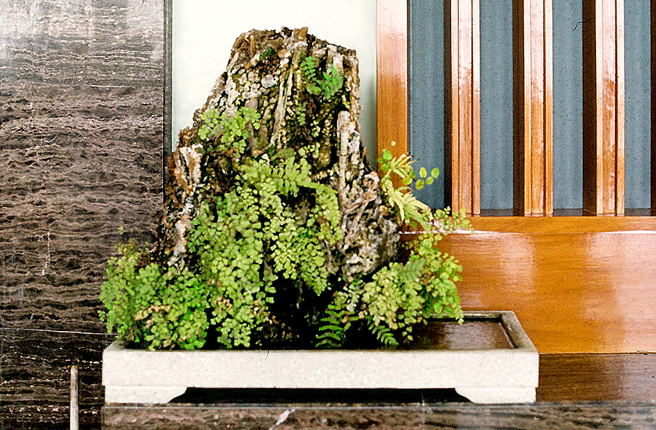 Maidenhair Fern Rock Planting