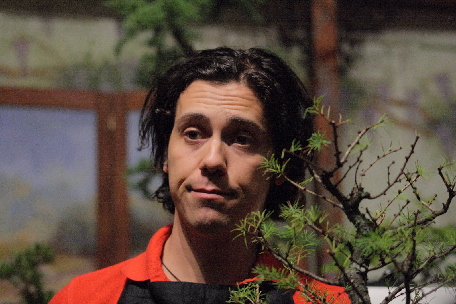 Japanese Larch Bonsai in Development