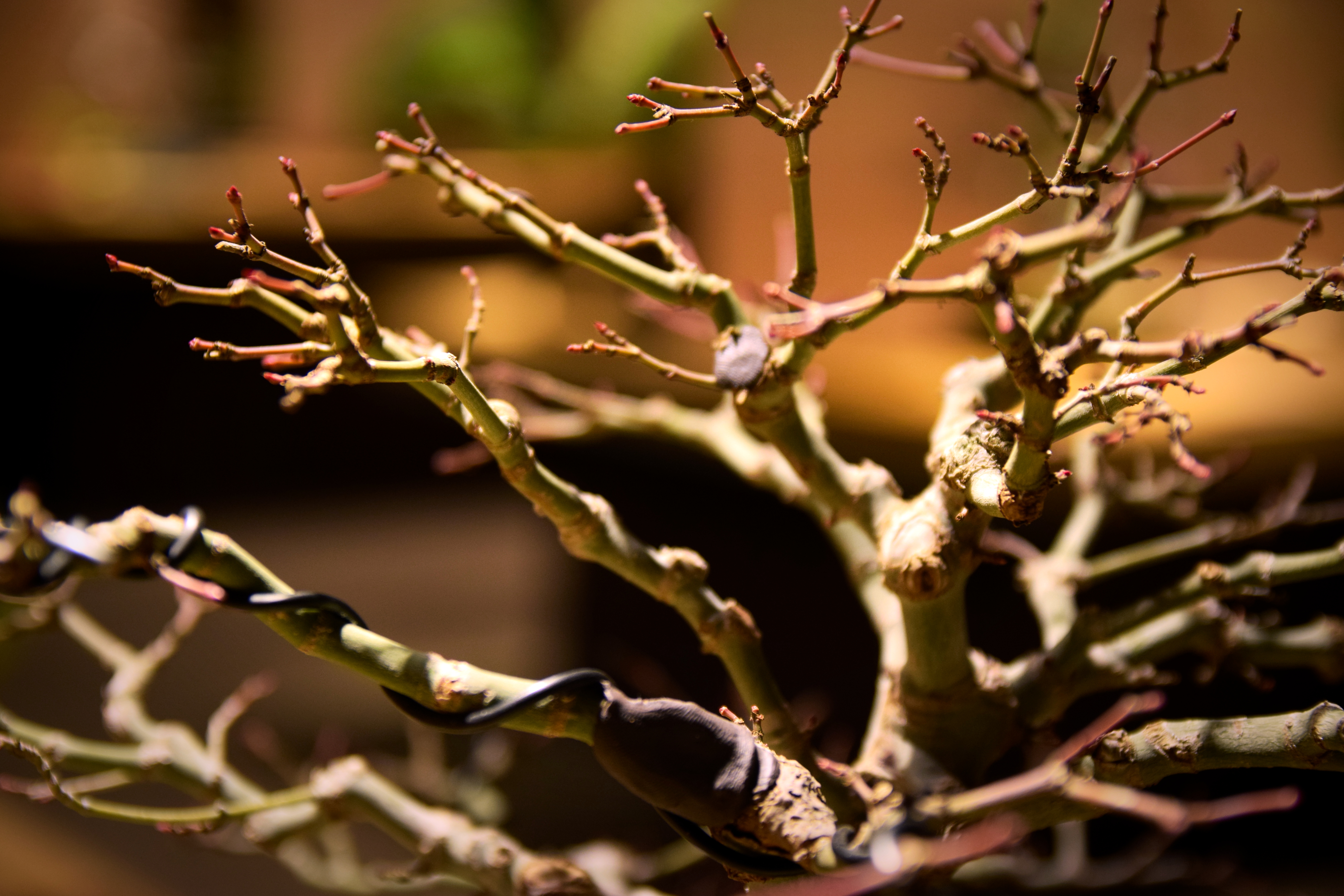 Japanese Maple Bonsai (Winter)