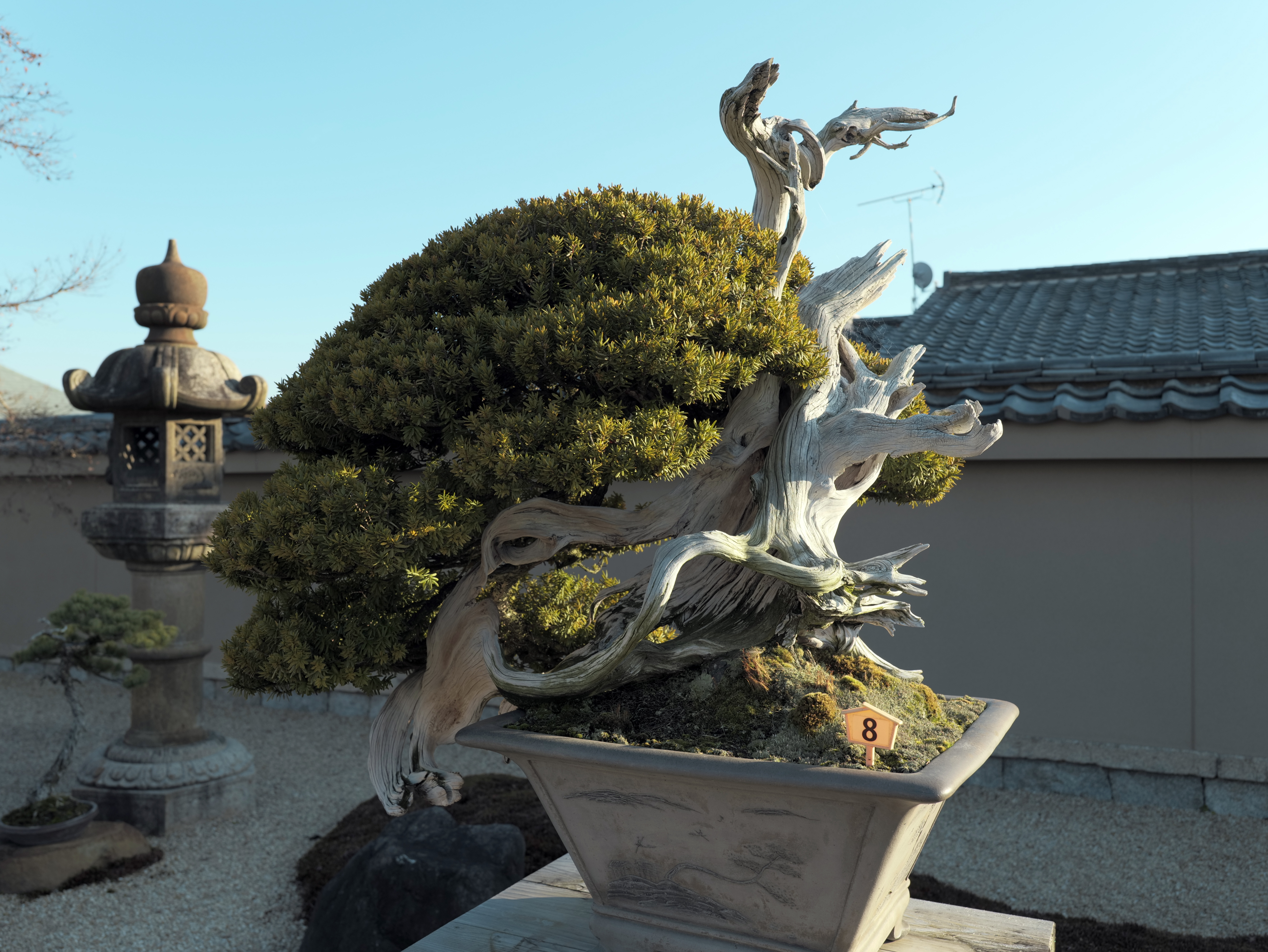 Ancient Shimpaku Juniper Bonsai