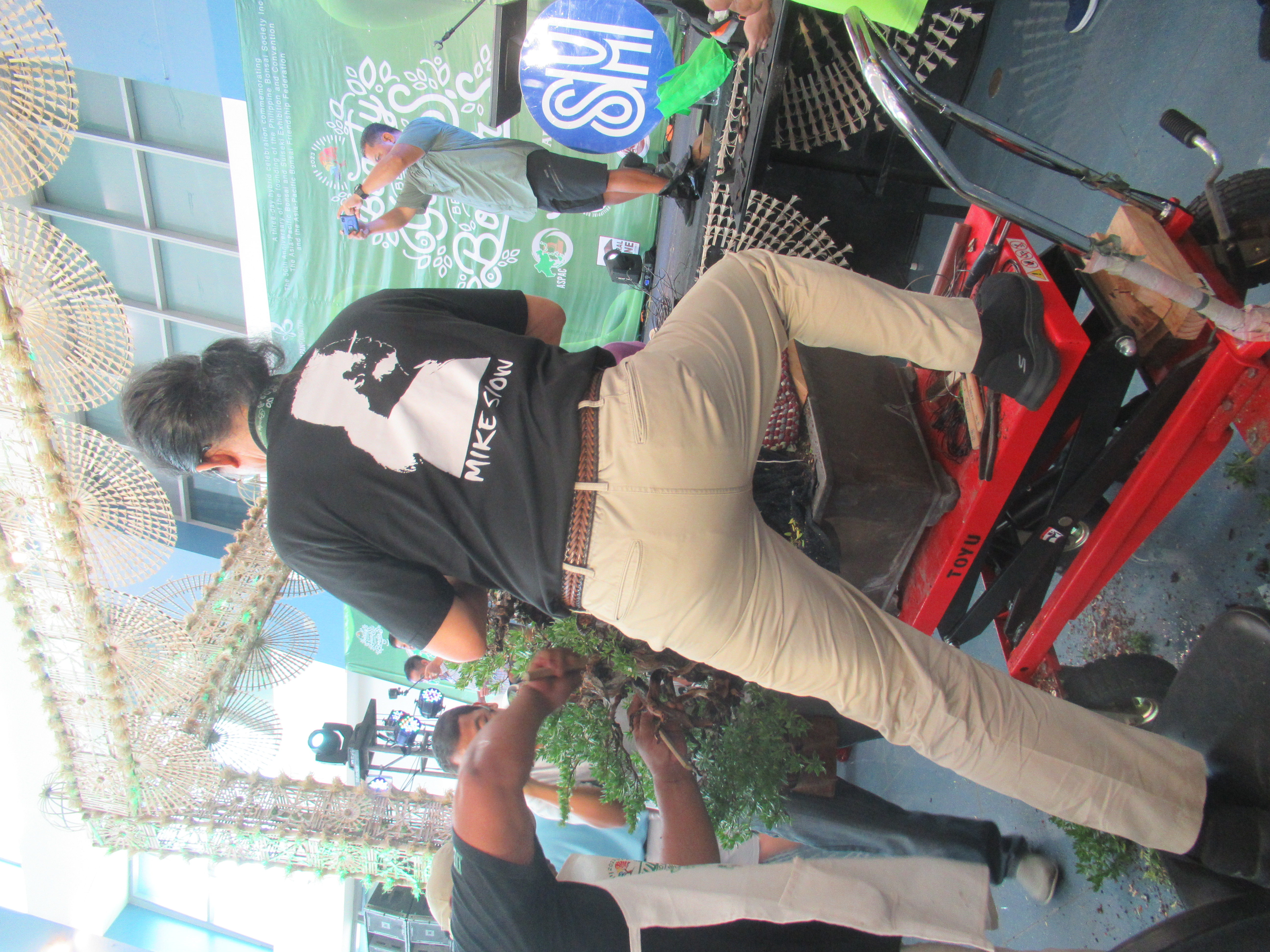 Chinese Juniper Bonsai