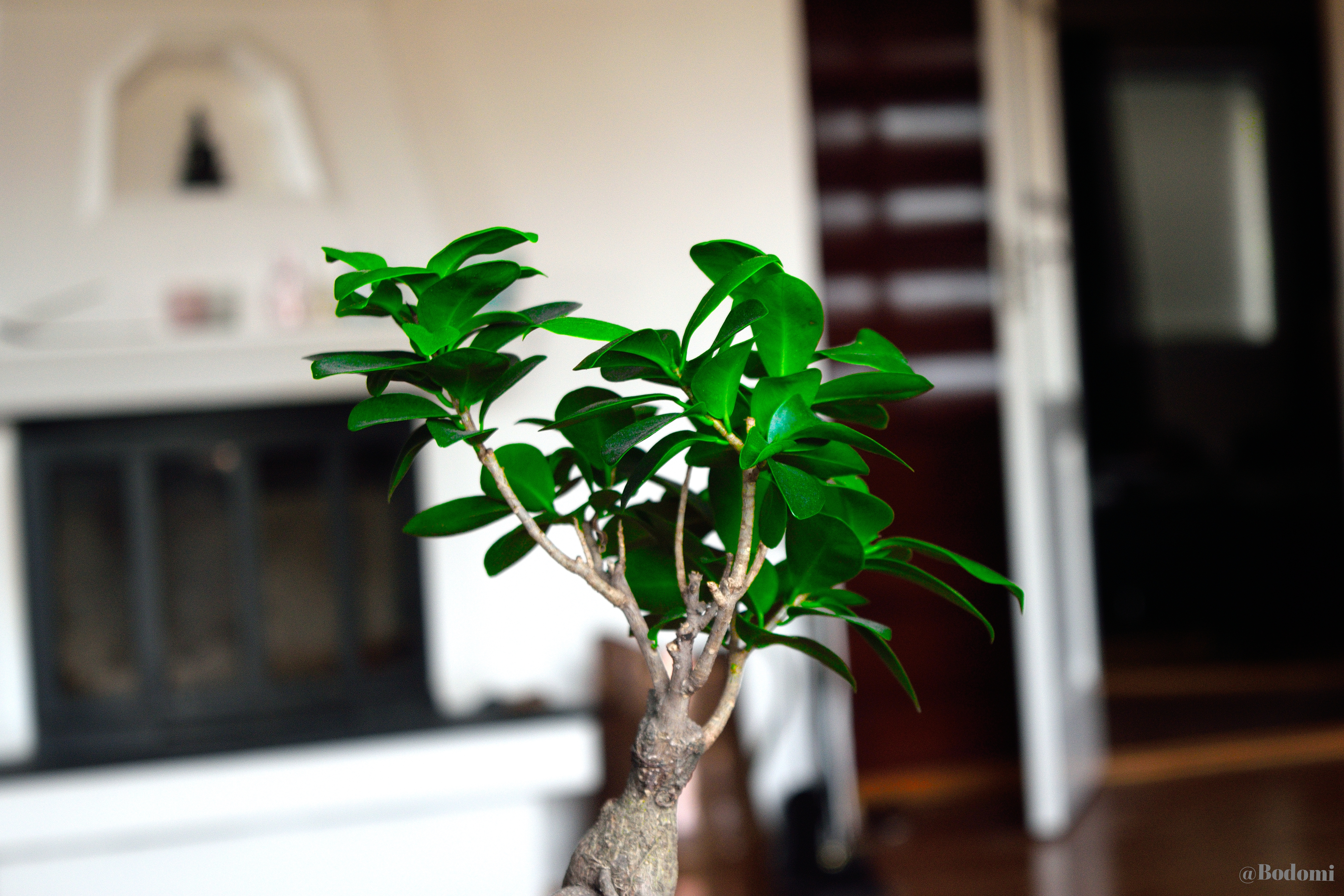 Ginseng Ficus Bonsai