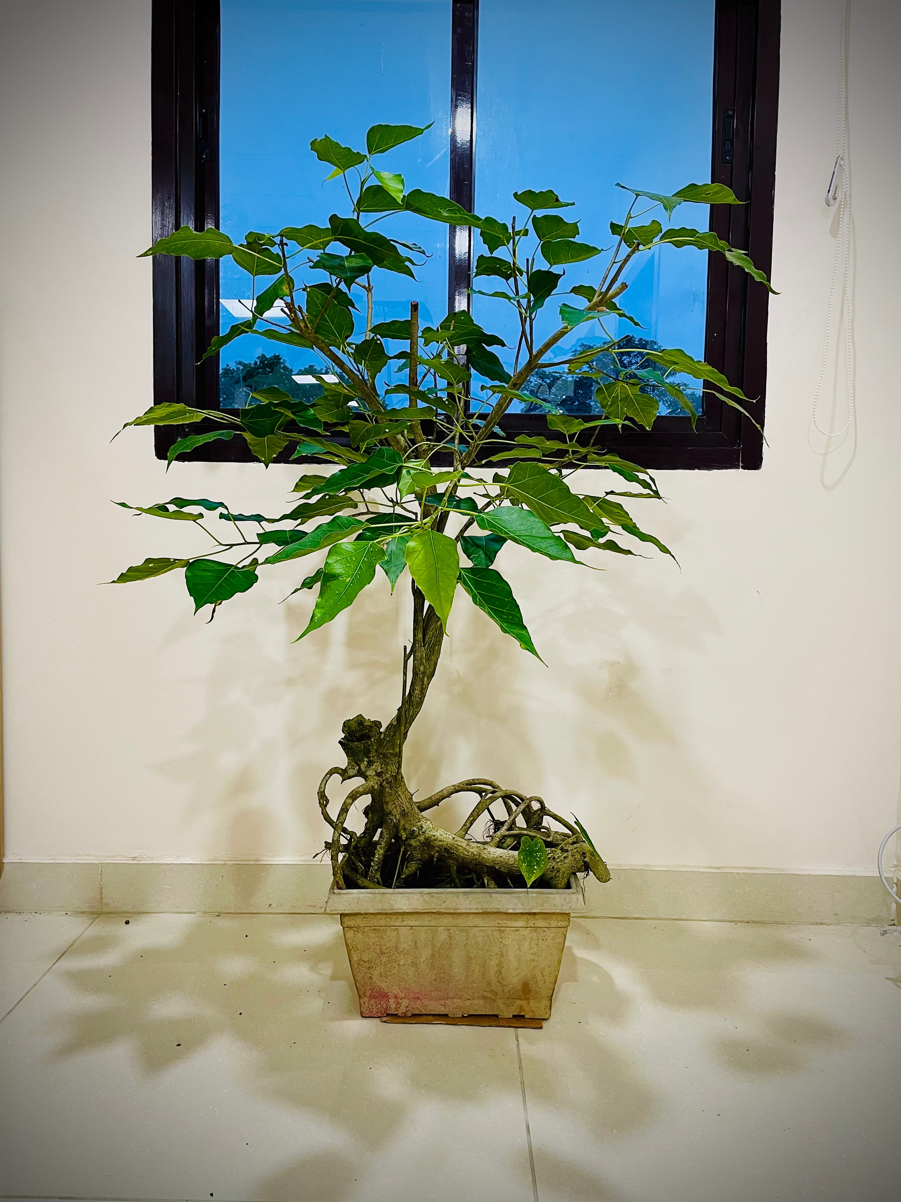 Ficus religiosa (Sacred Fig) Bonsai