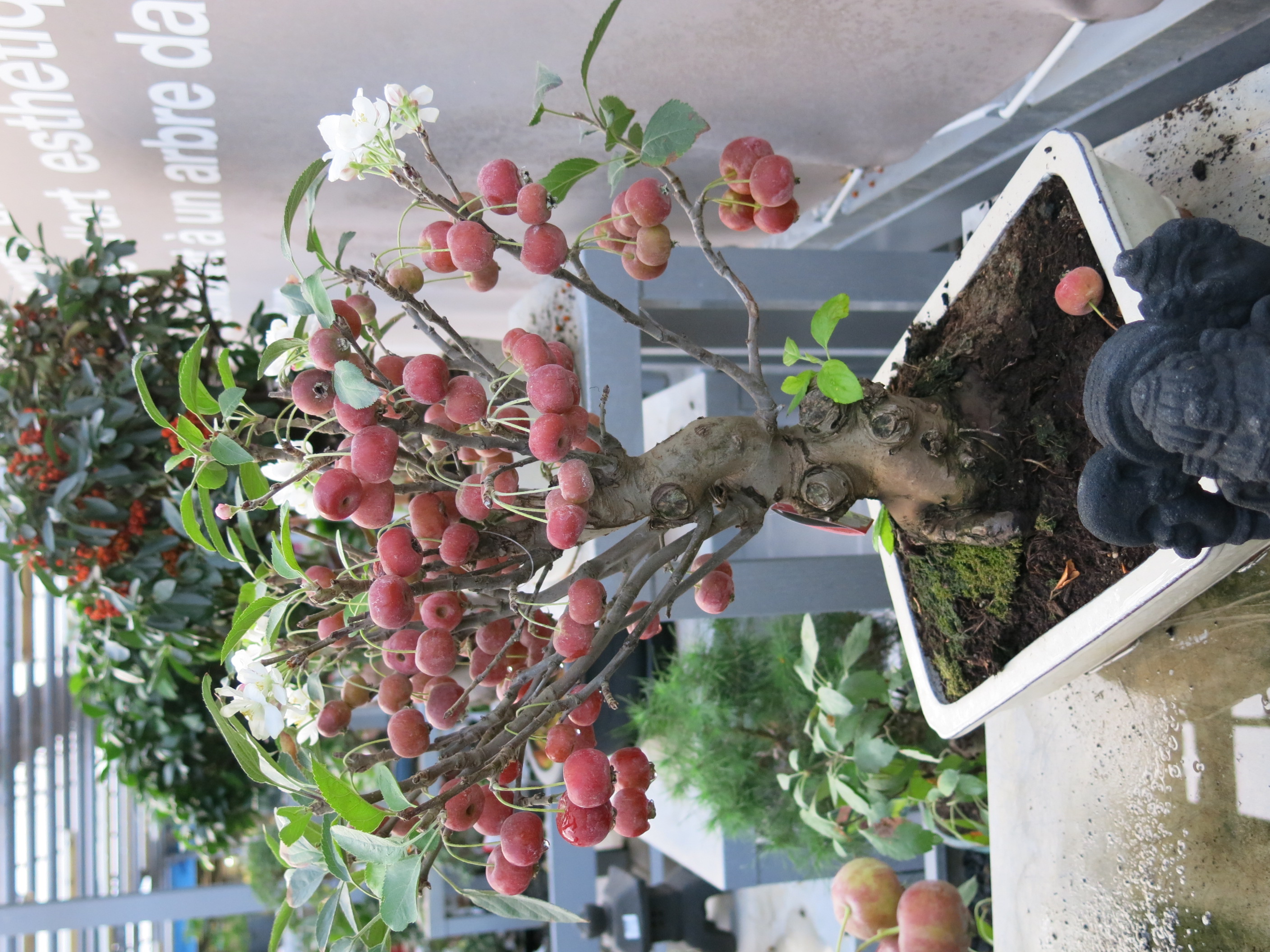 Fruiting and Flowering Crabapple Bonsai