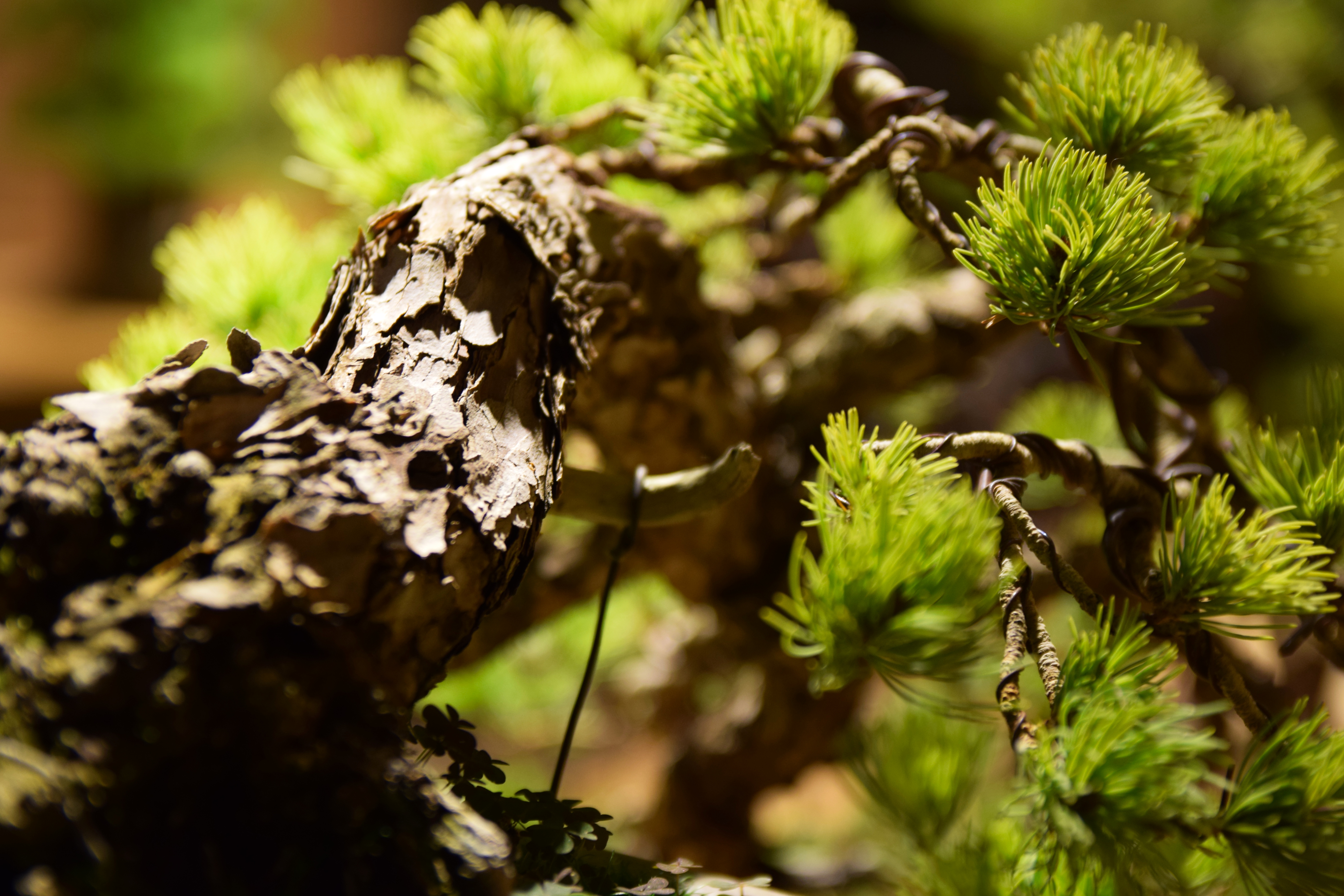 Japanese Larch Bonsai
