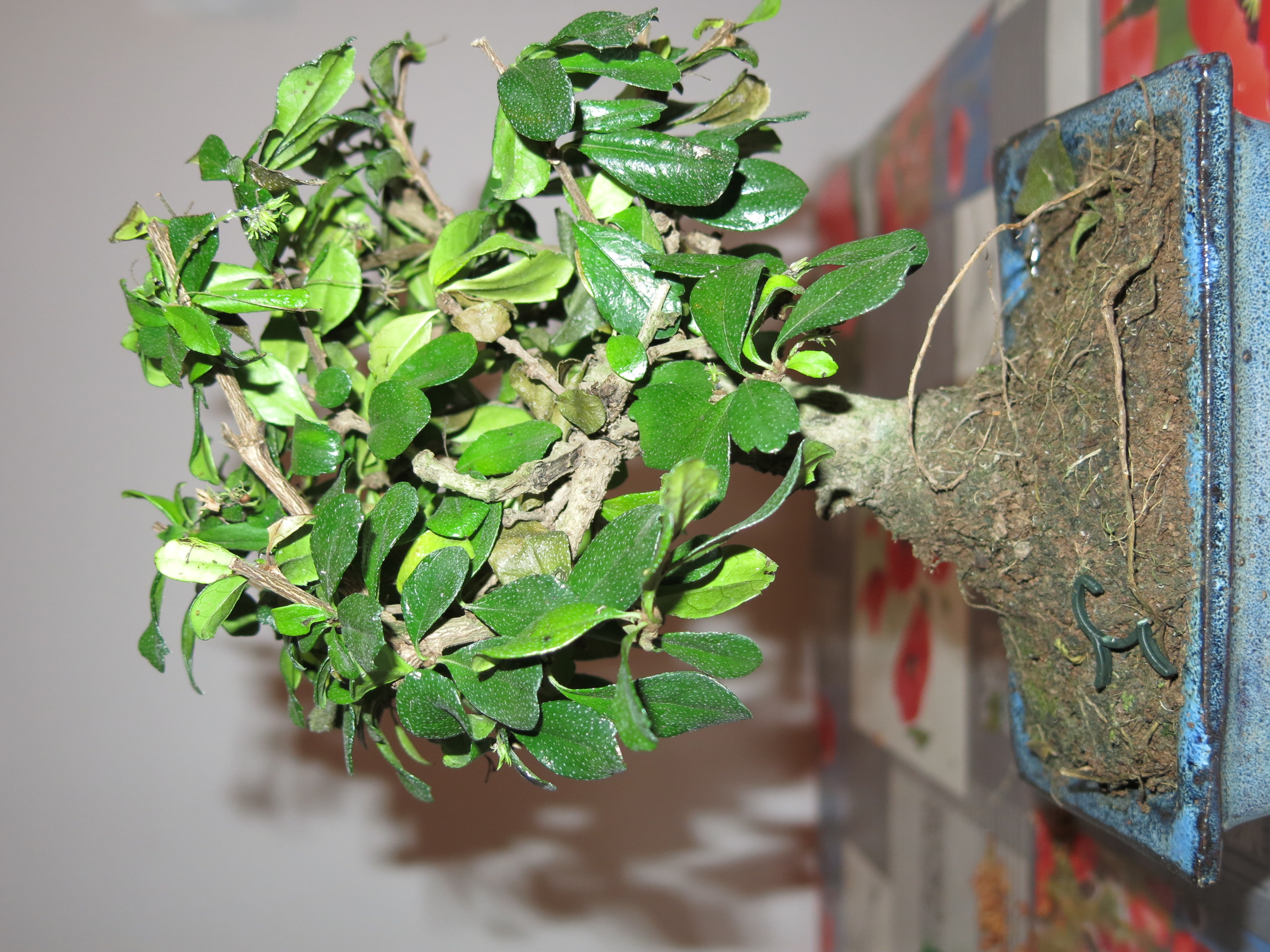 Fukien Tea Tree Bonsai
