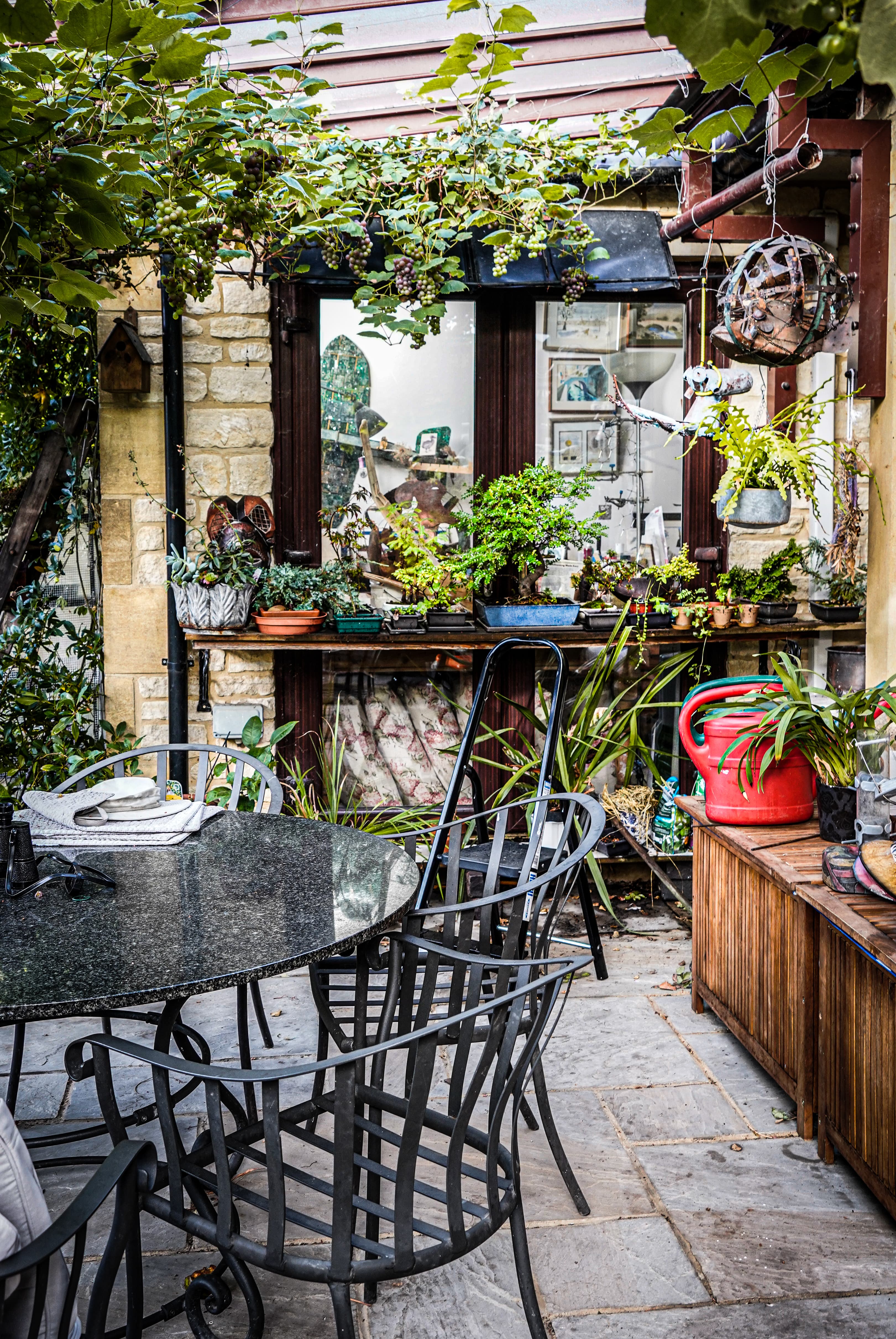 Chinese Banyan Bonsai