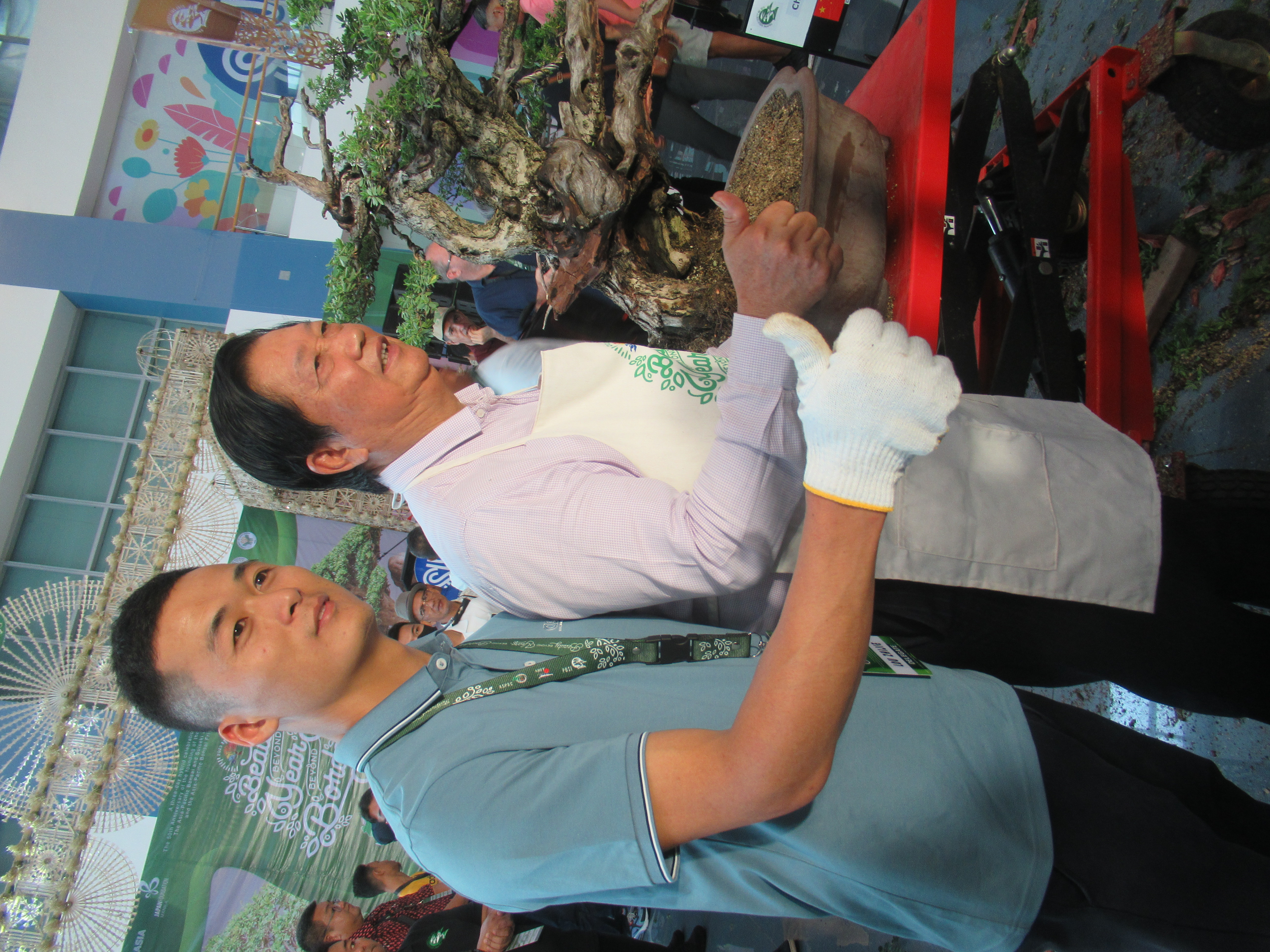 Ancient Chinese Banyan Bonsai