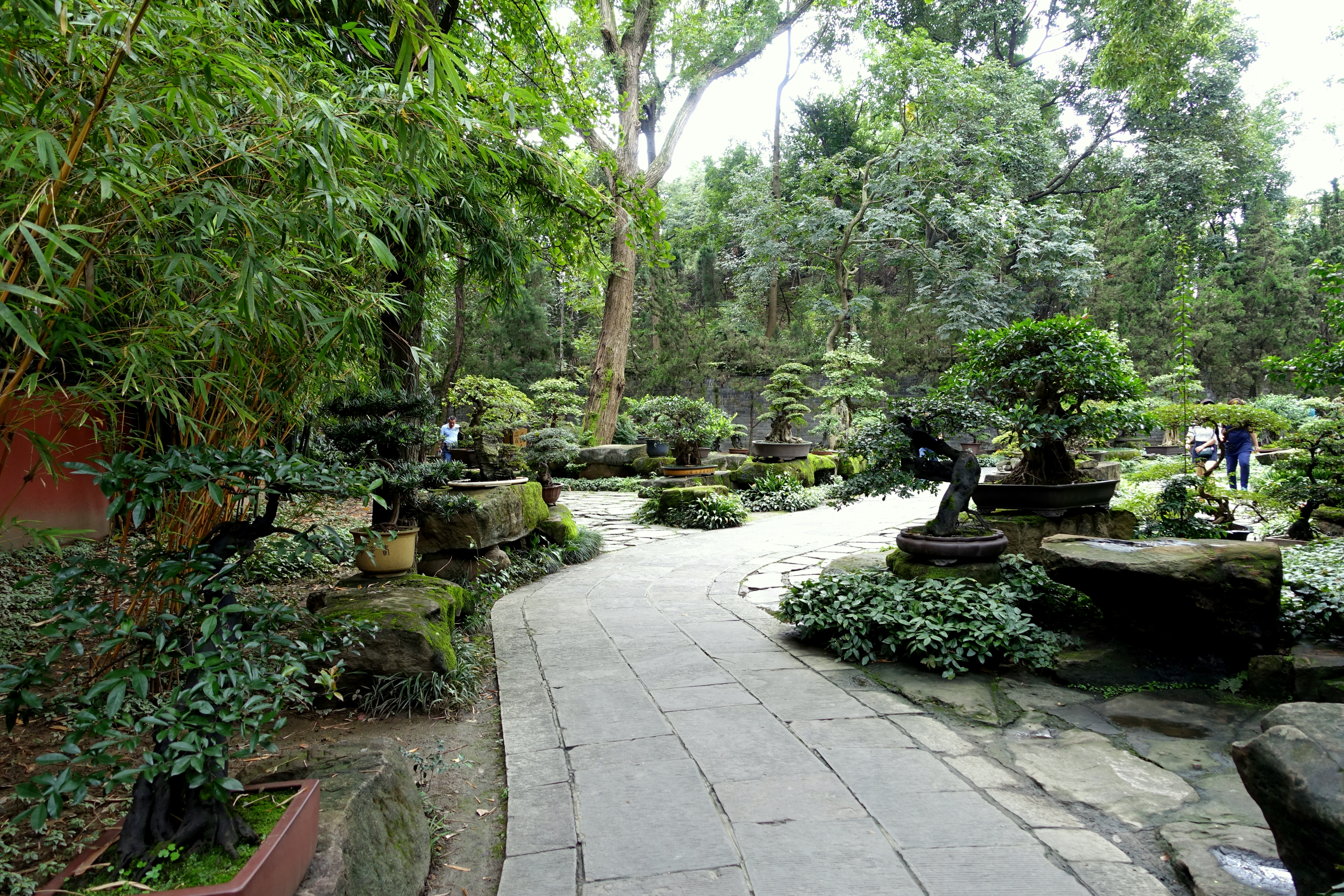 Gnarled Chinese Privet Bonsai