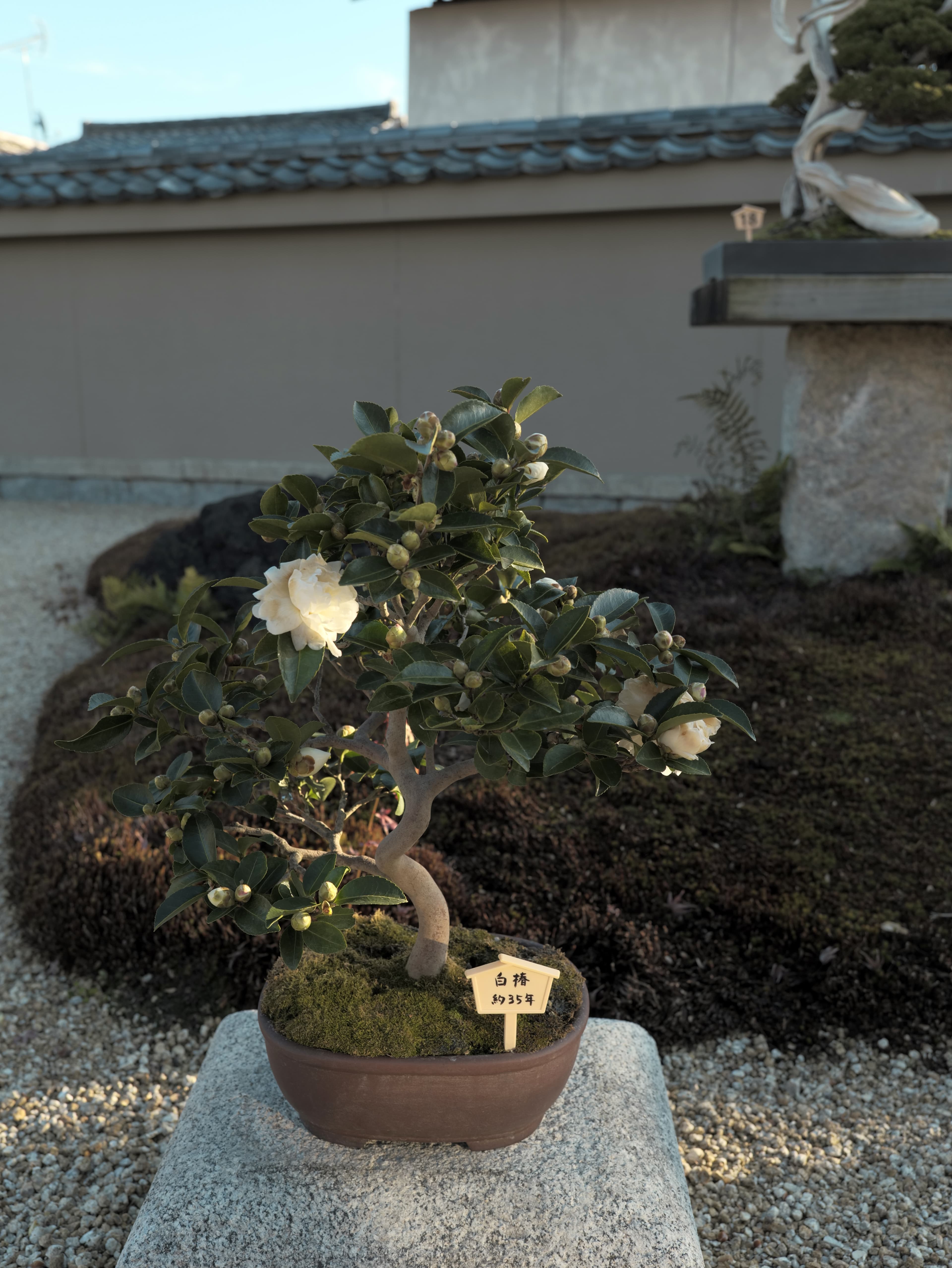 White Camellia Bonsai