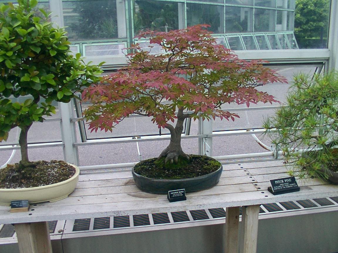 Japanese Maple Bonsai