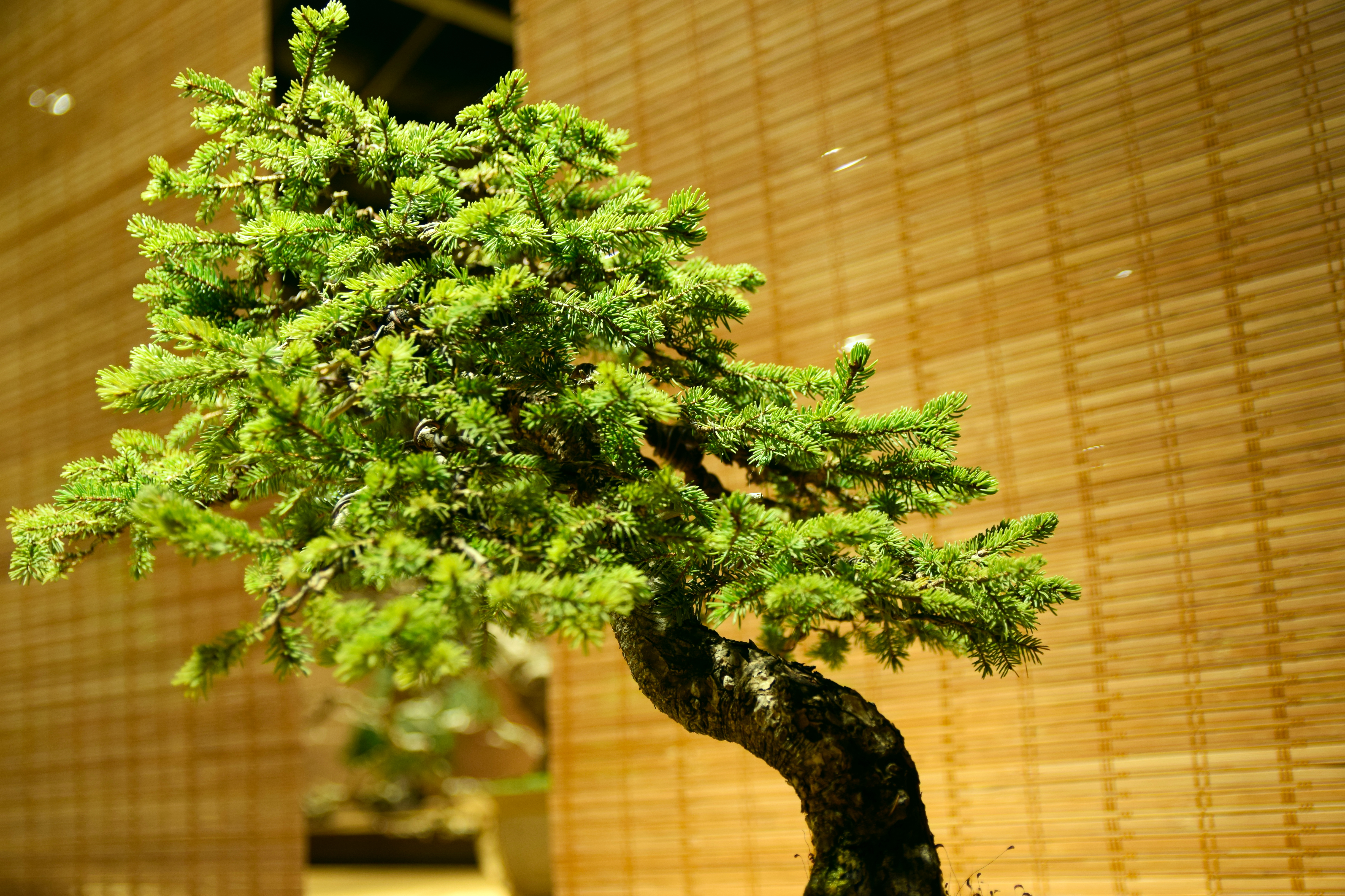 Informal Upright Spruce Bonsai