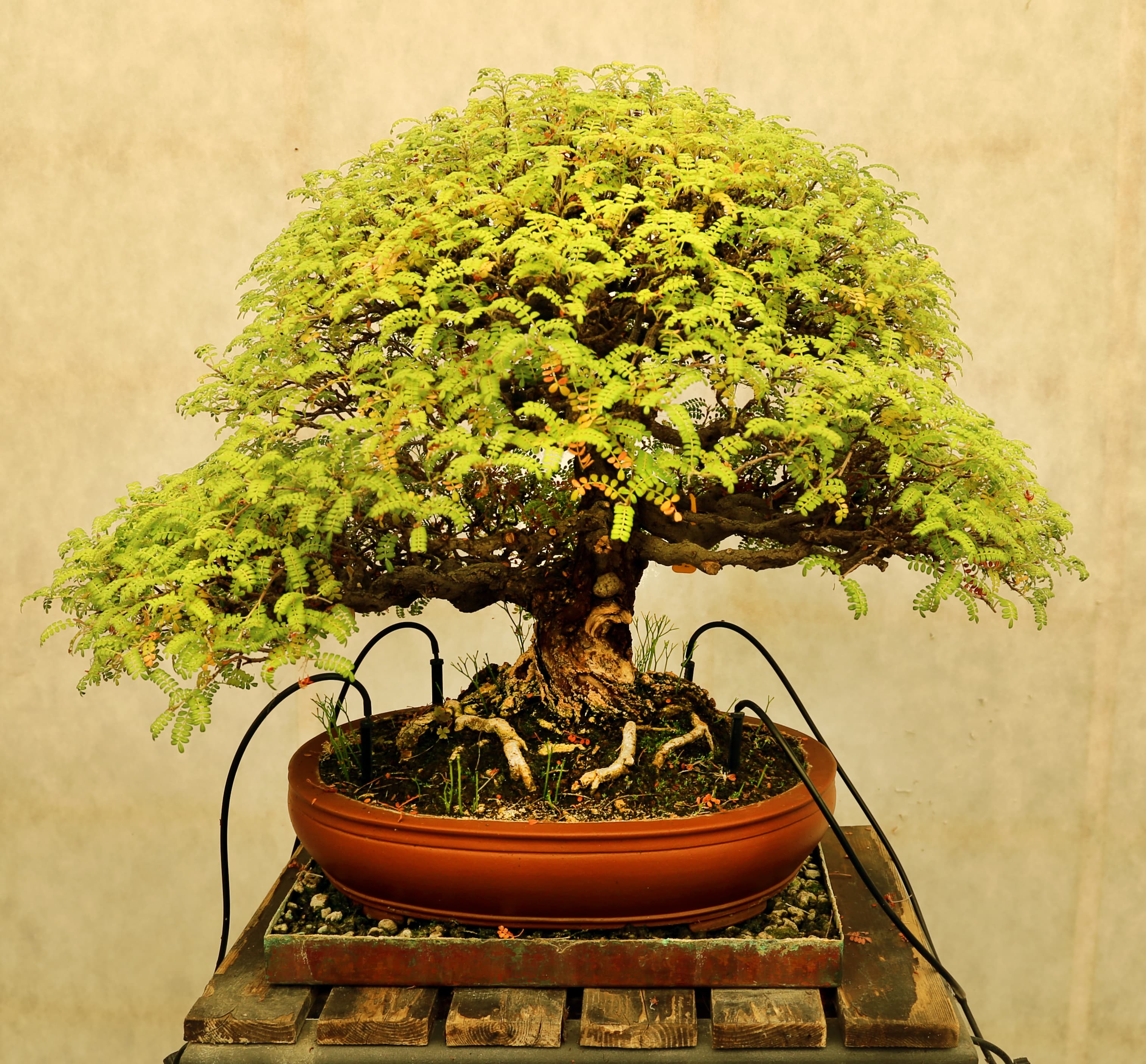Tamarind Bonsai