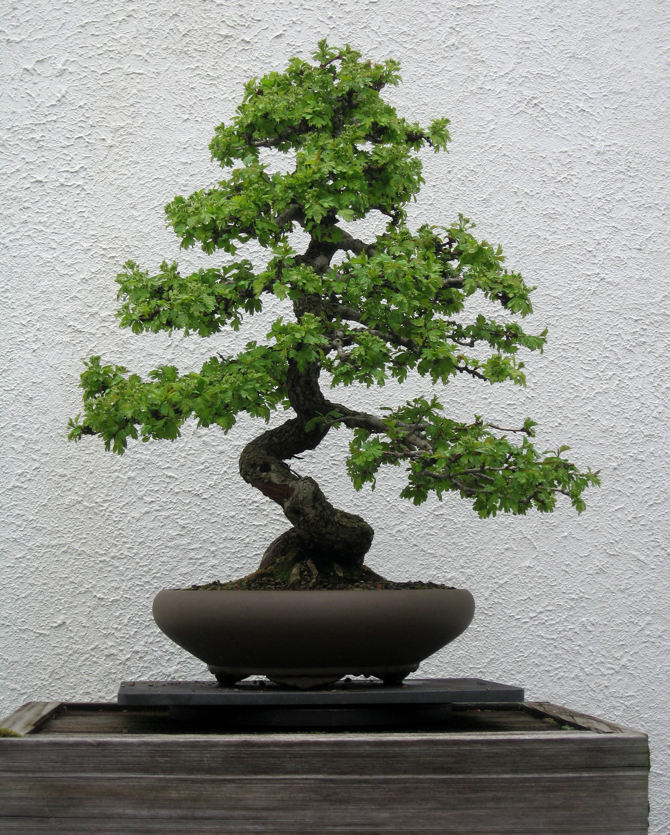 Japanese Hawthorn Bonsai