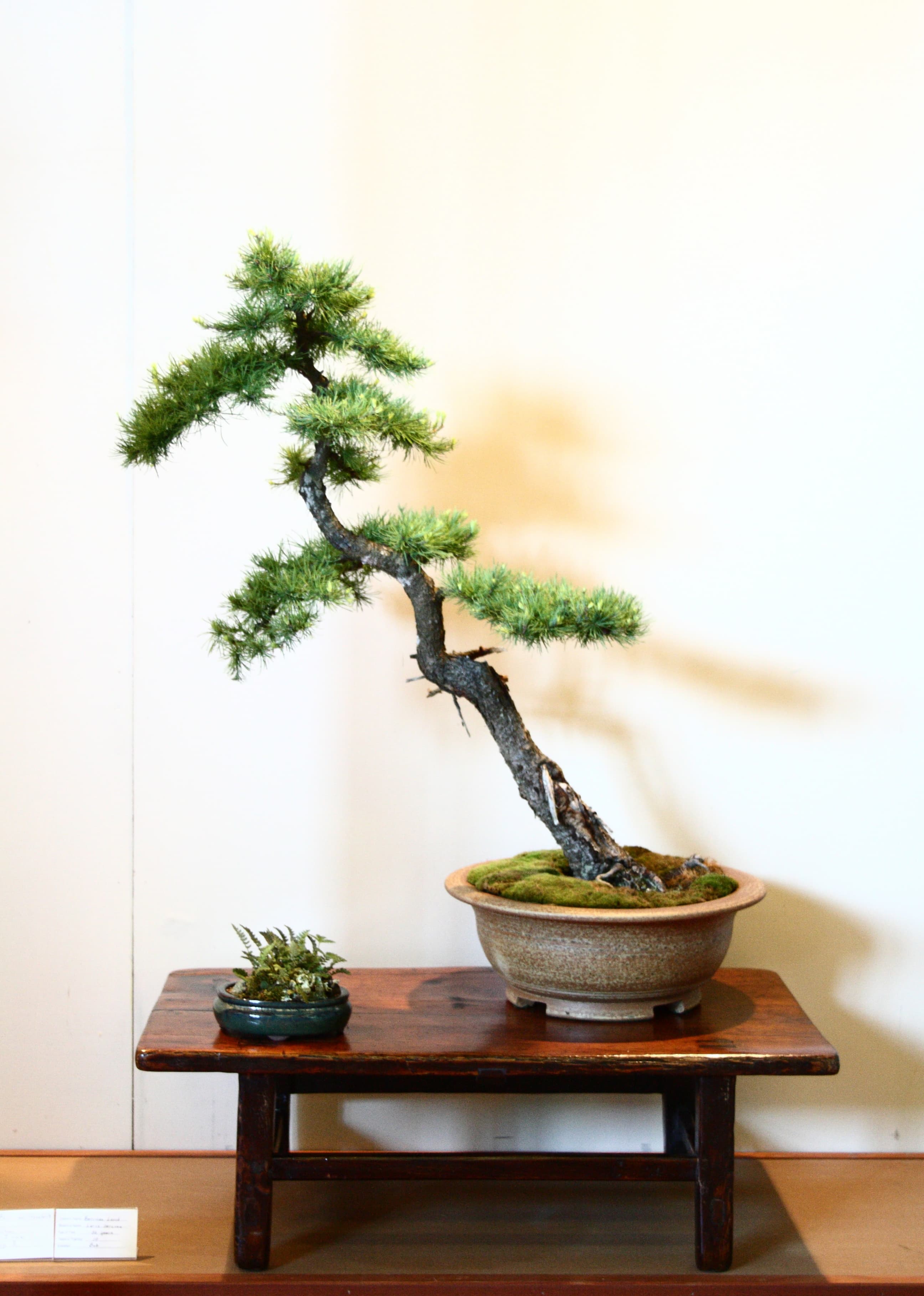 American Larch Bonsai
