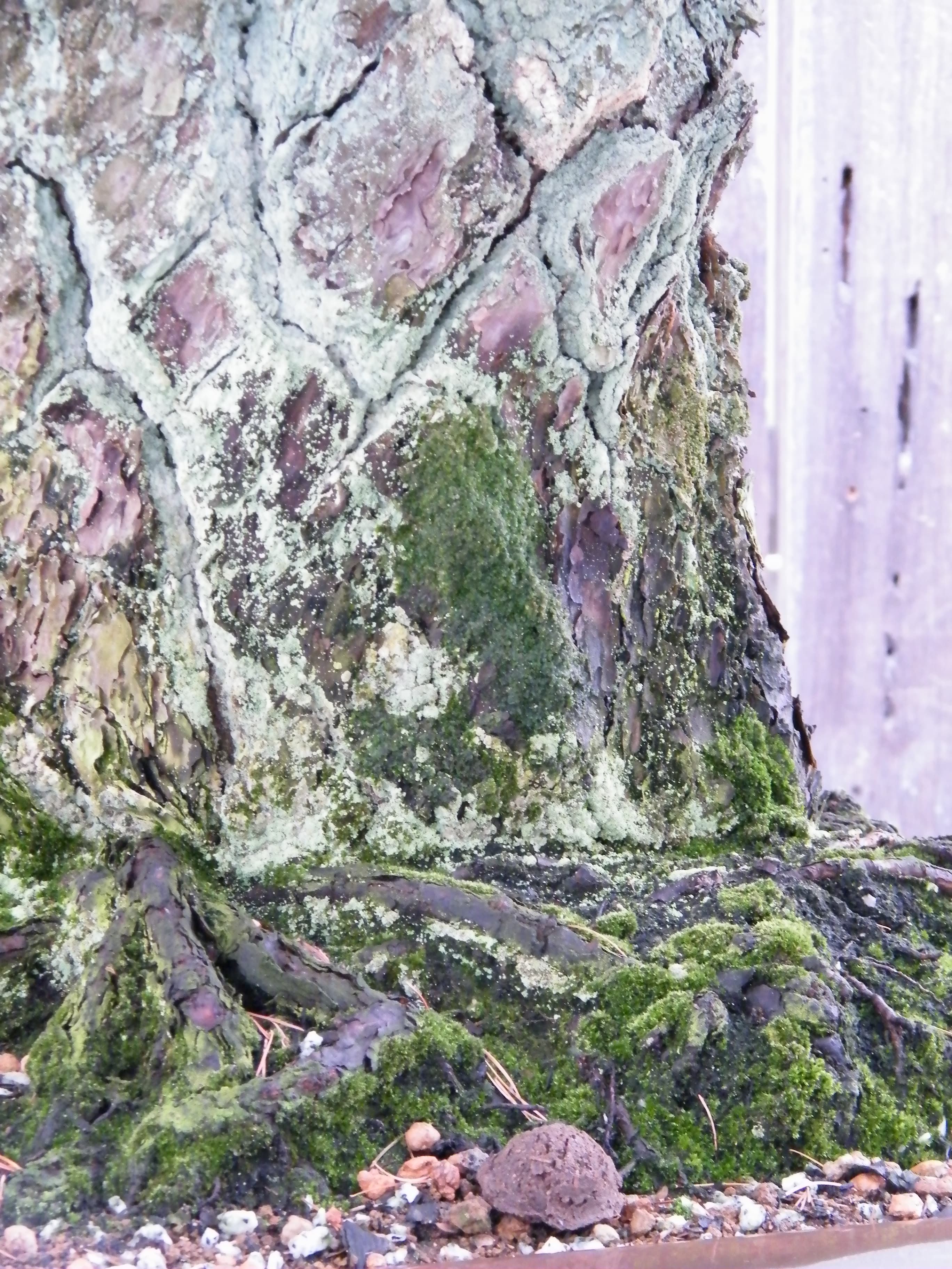 Hiroshima Survivor White Pine