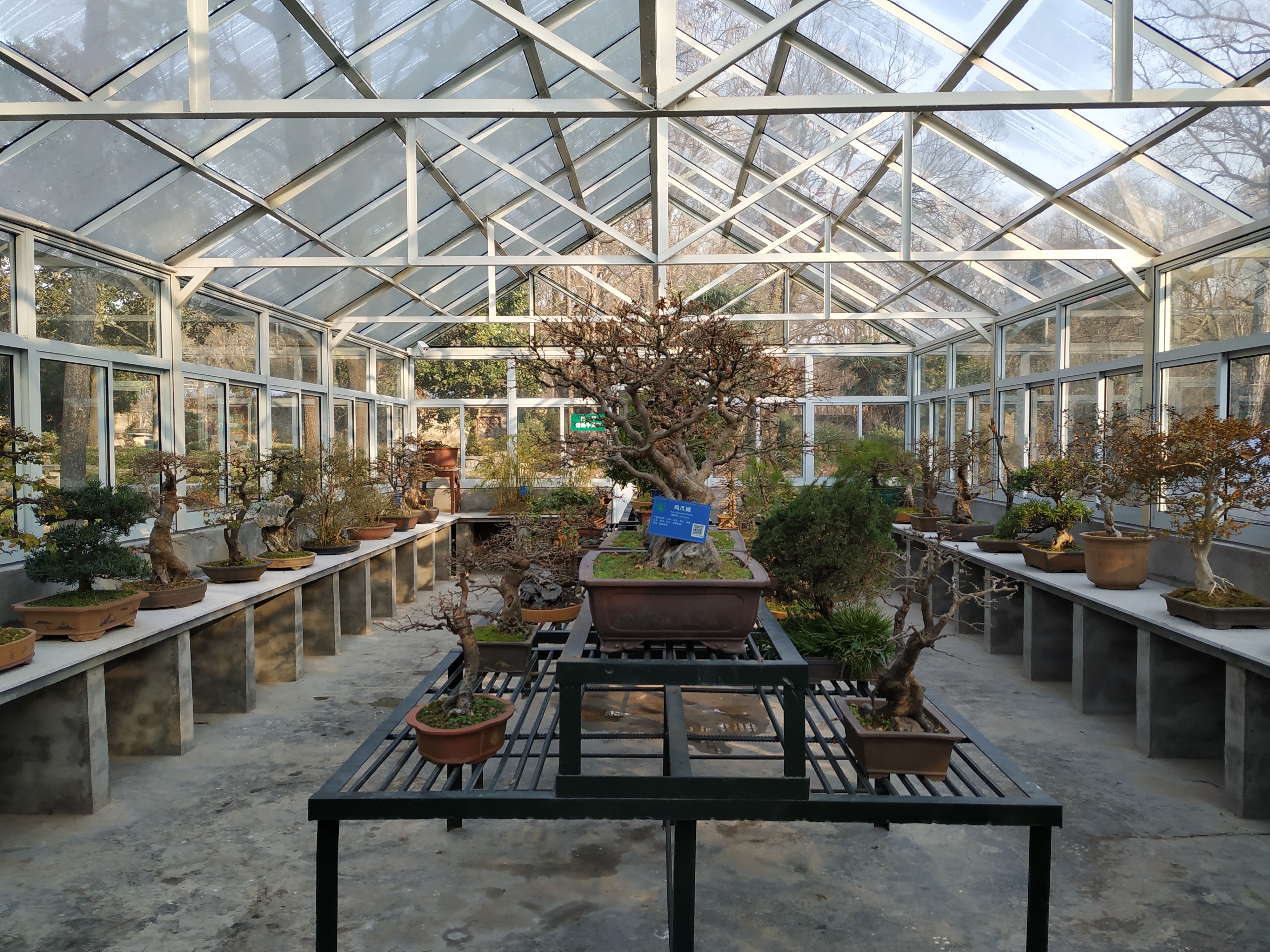 Ancient Sageretia Bonsai