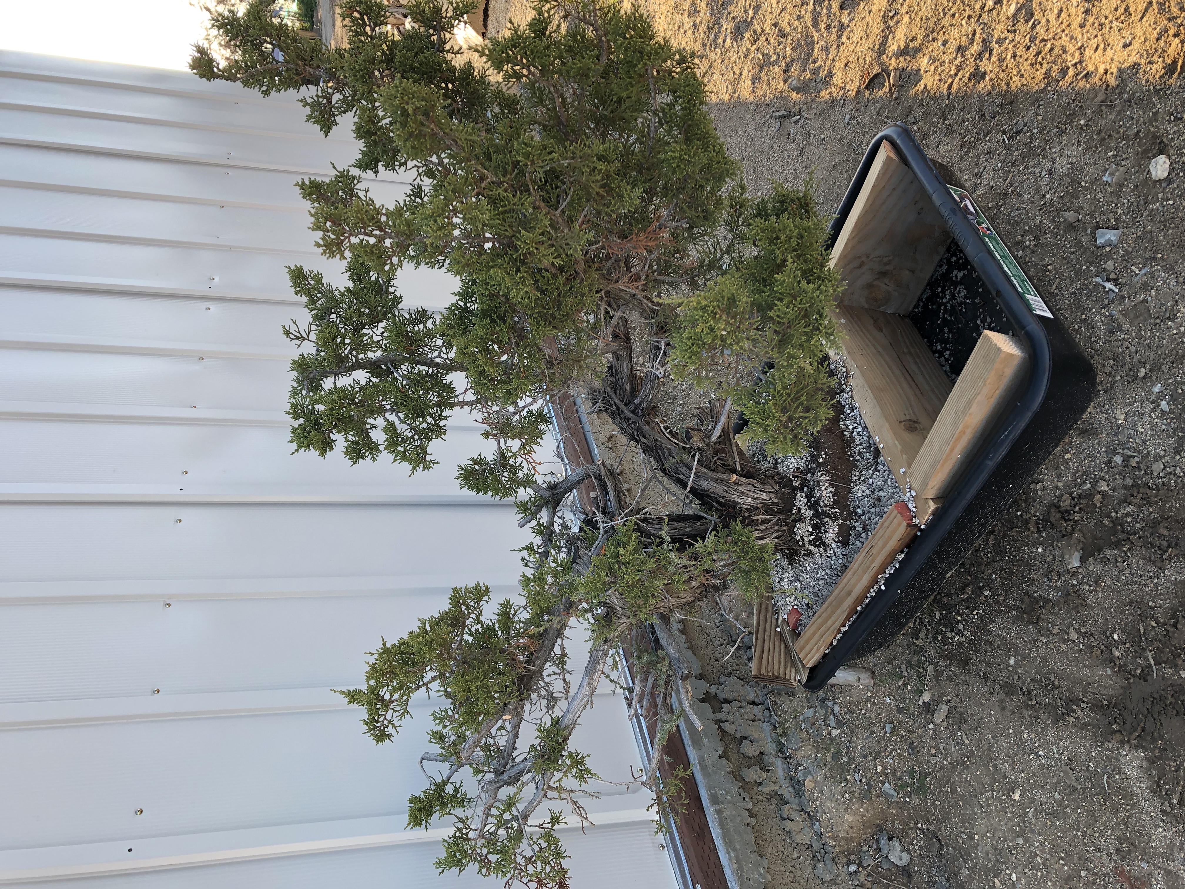 California Juniper Collected Specimen