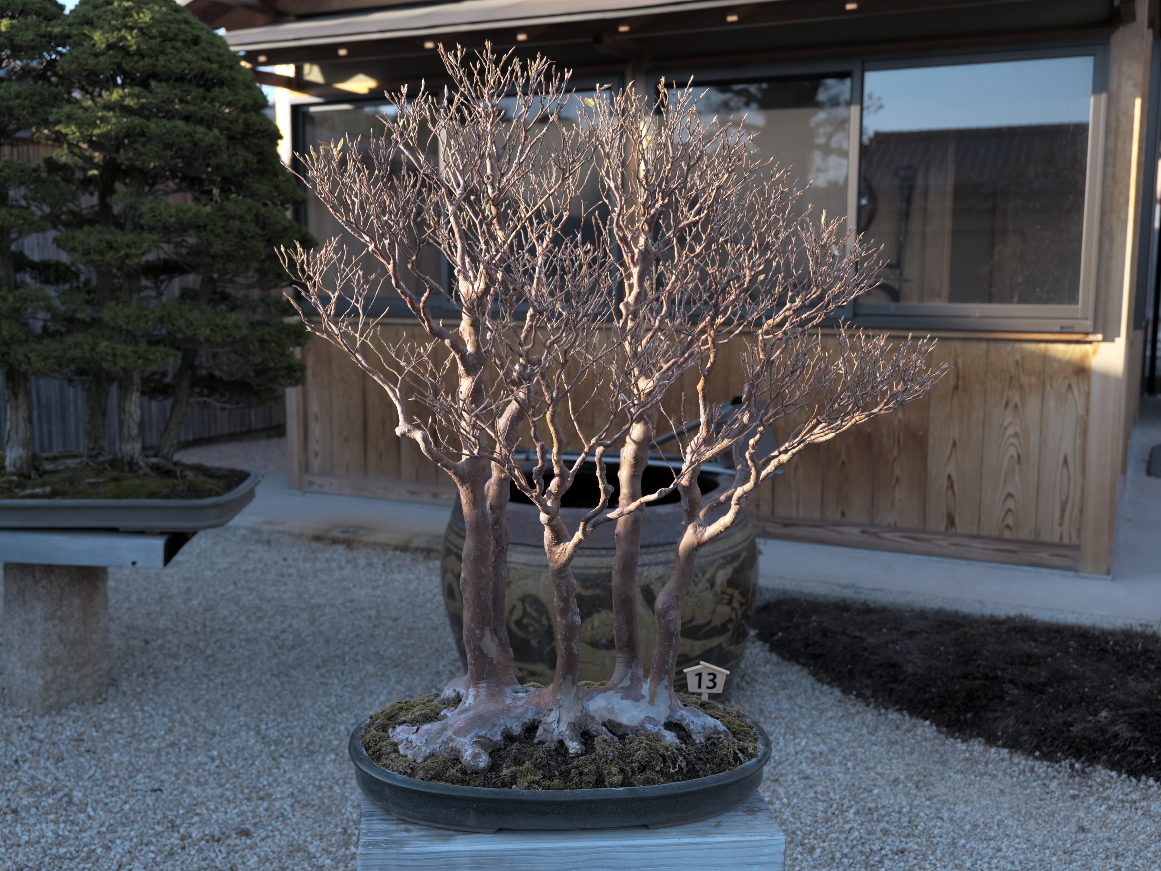 Japanese Maple Forest Bonsai