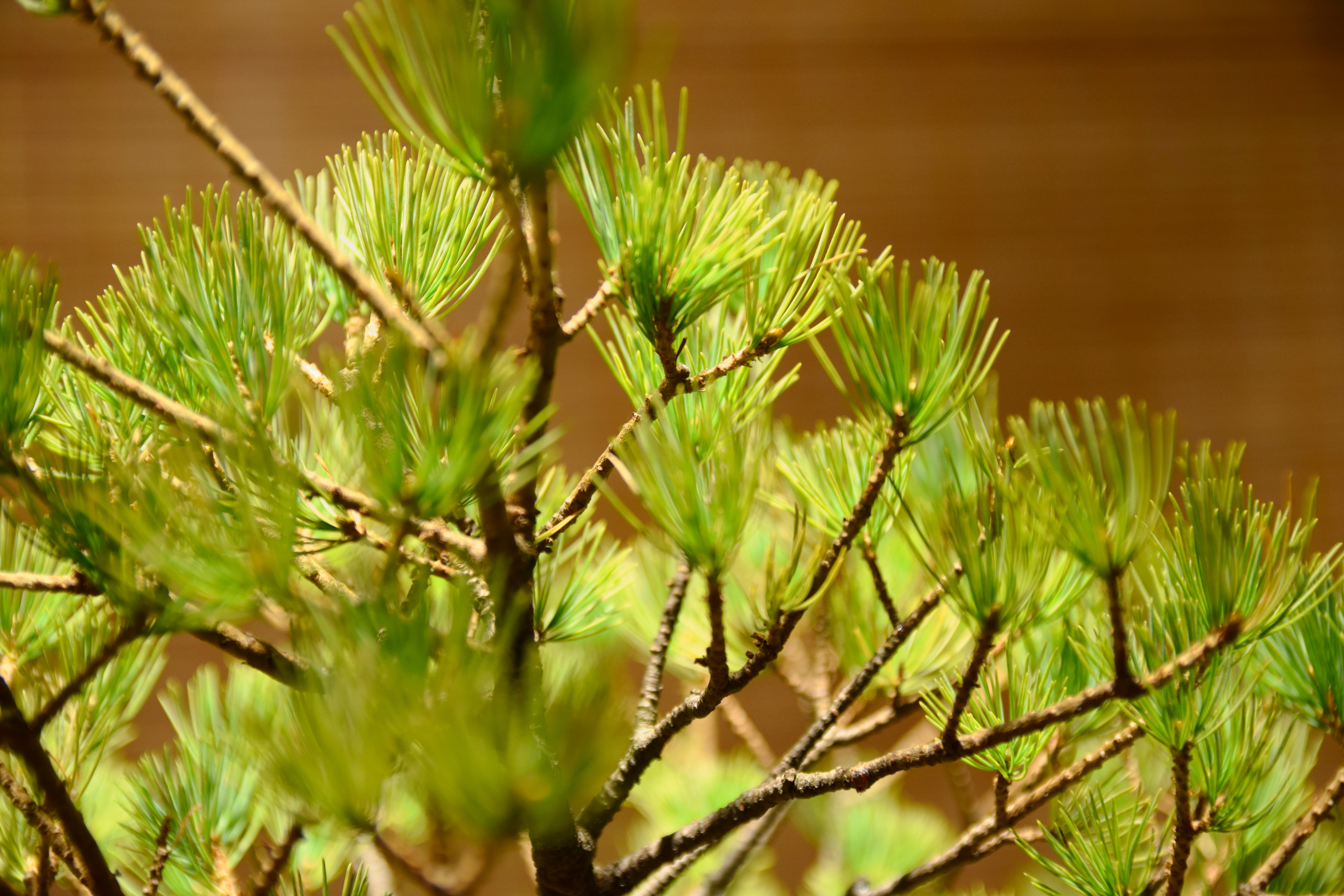 Japanese White Pine Bonsai