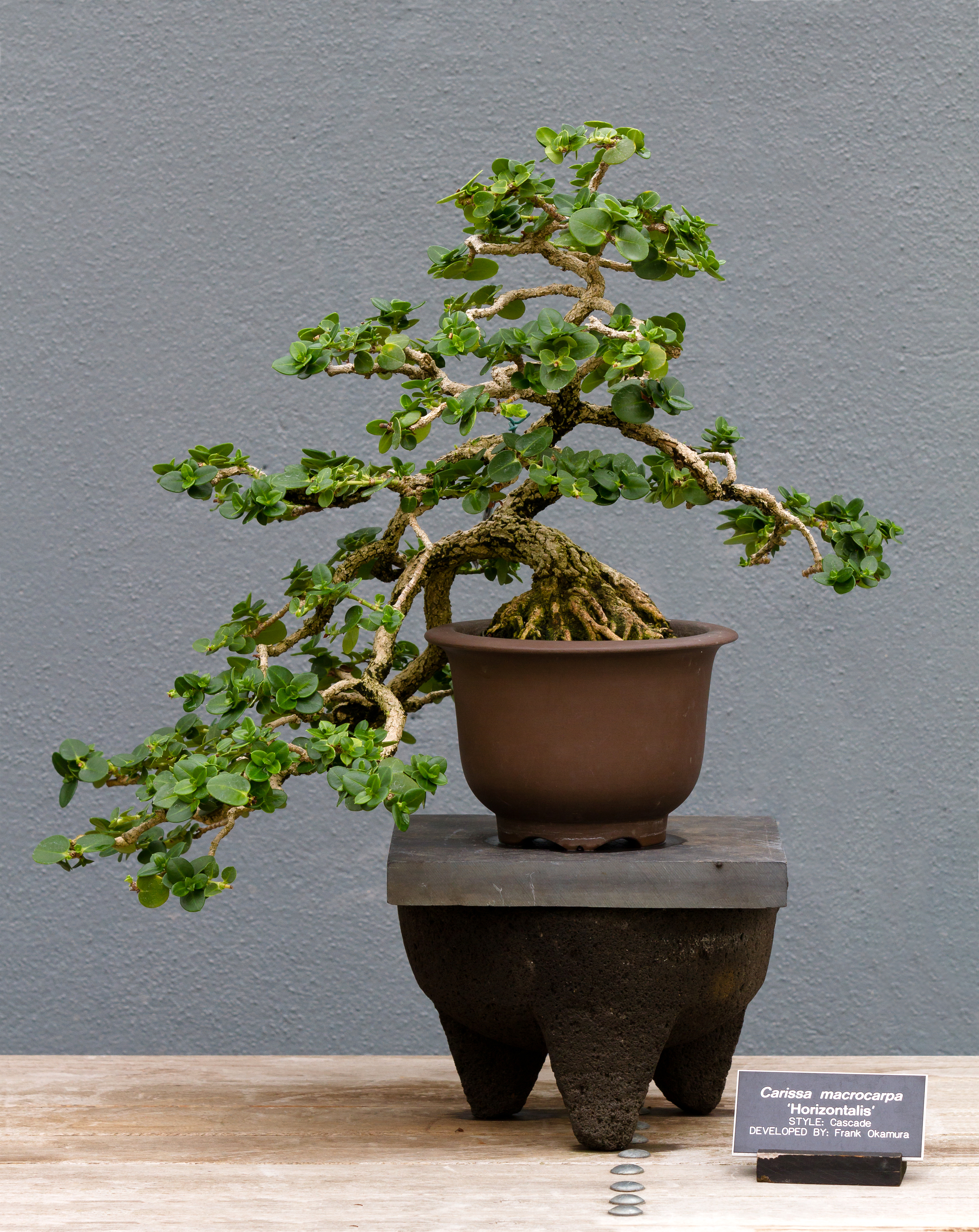 Carissa macrocarpa 'Horizontalis' Cascade Bonsai