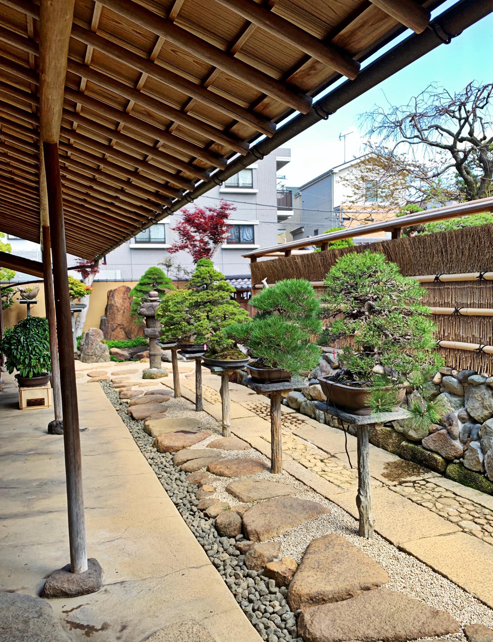 Aged Japanese Black Pine Bonsai