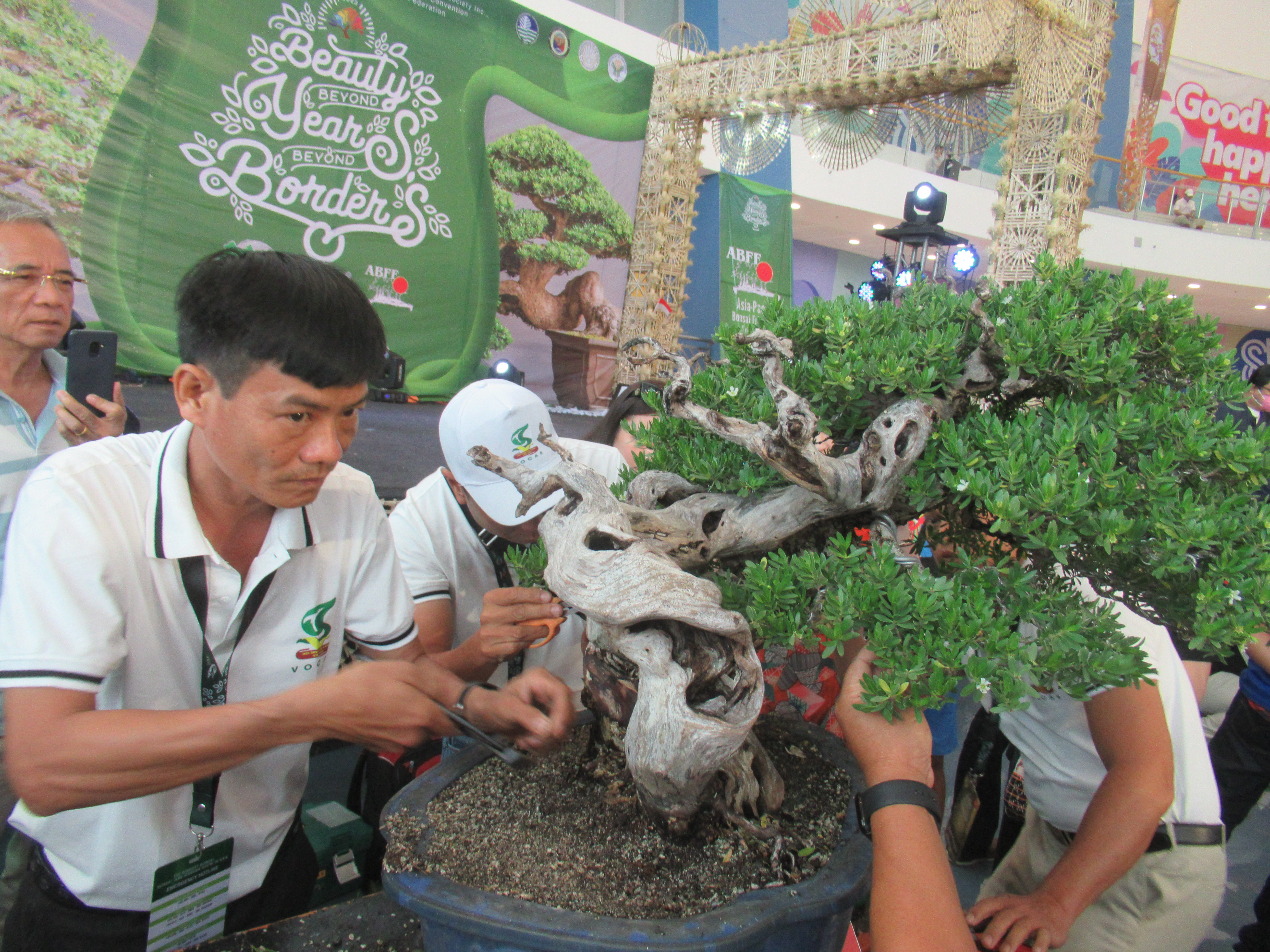 Chinese Premna Bonsai with Dramatic Deadwood