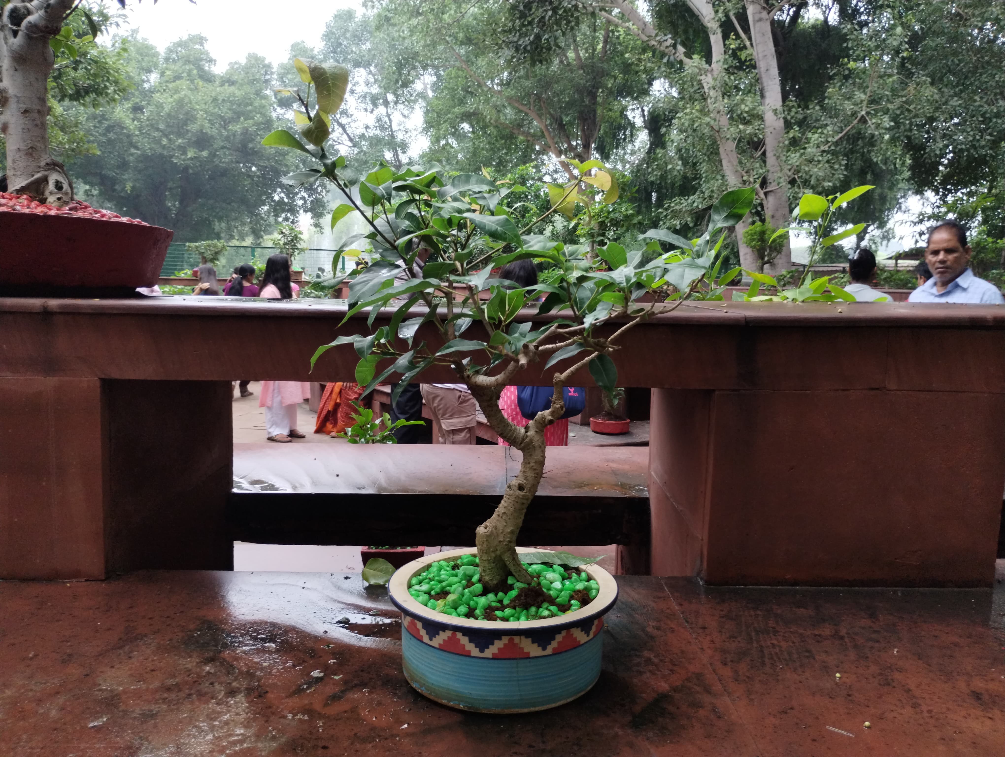 Weeping Fig Informal Upright Bonsai