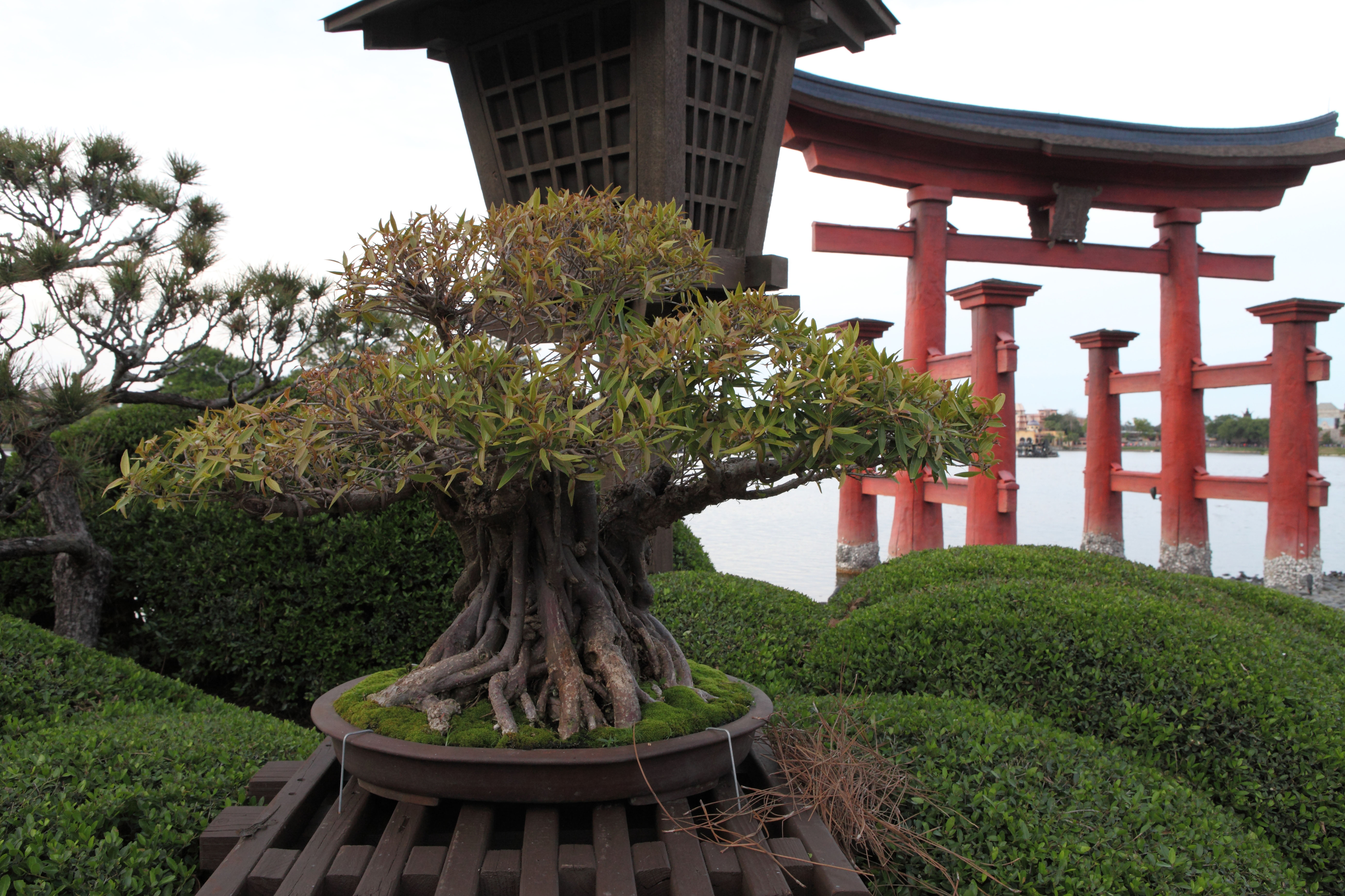 Chinese Banyan Bonsai with Fused Roots