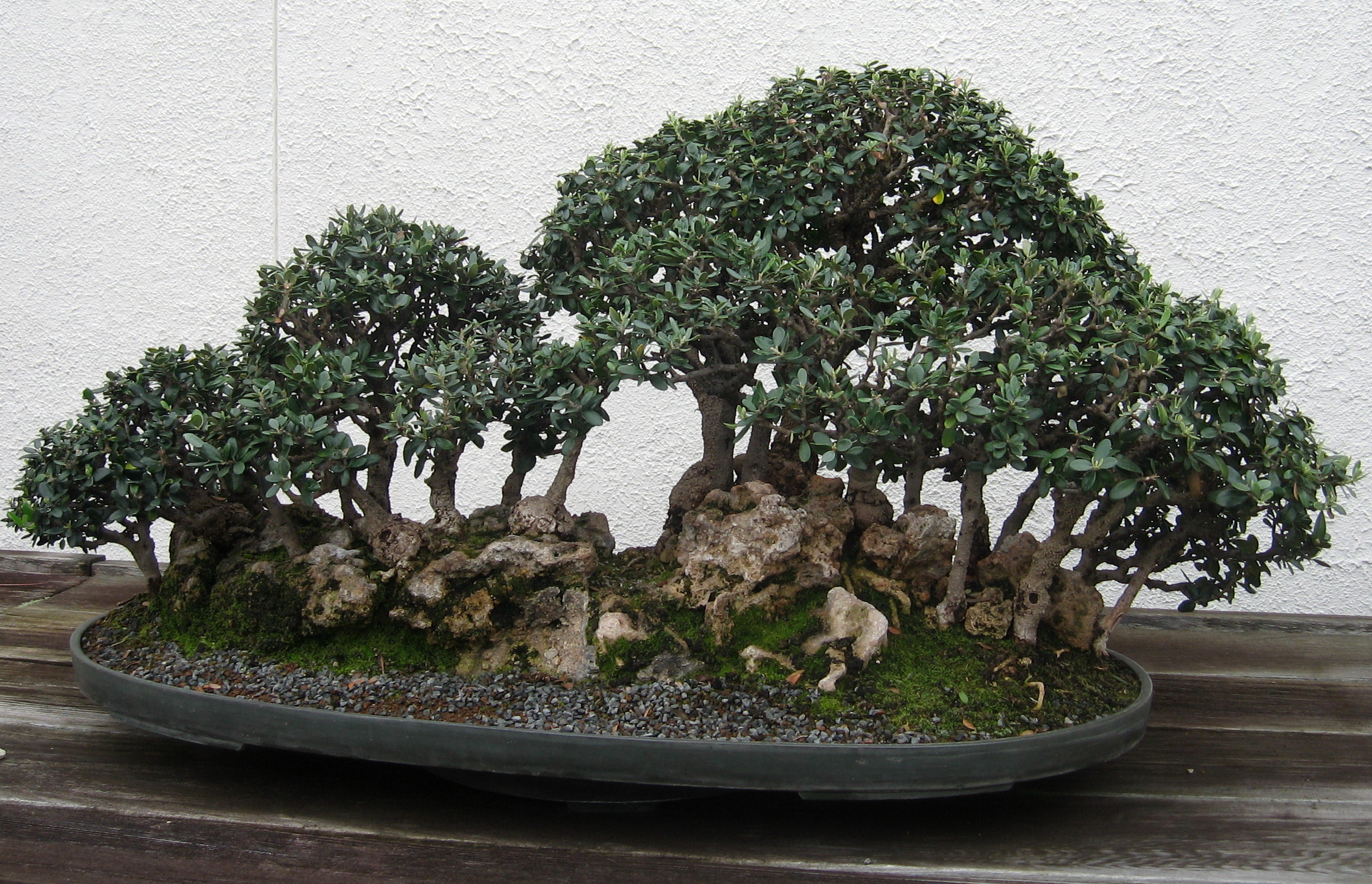 Chinese Banyan Forest Bonsai