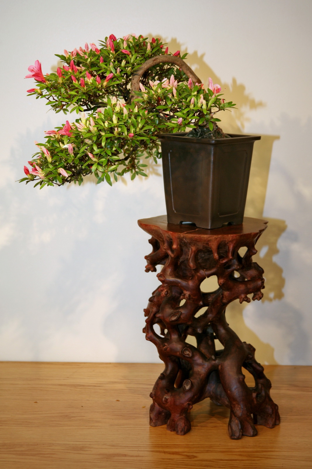 Satsuki Azalea 'Reiko' Bonsai