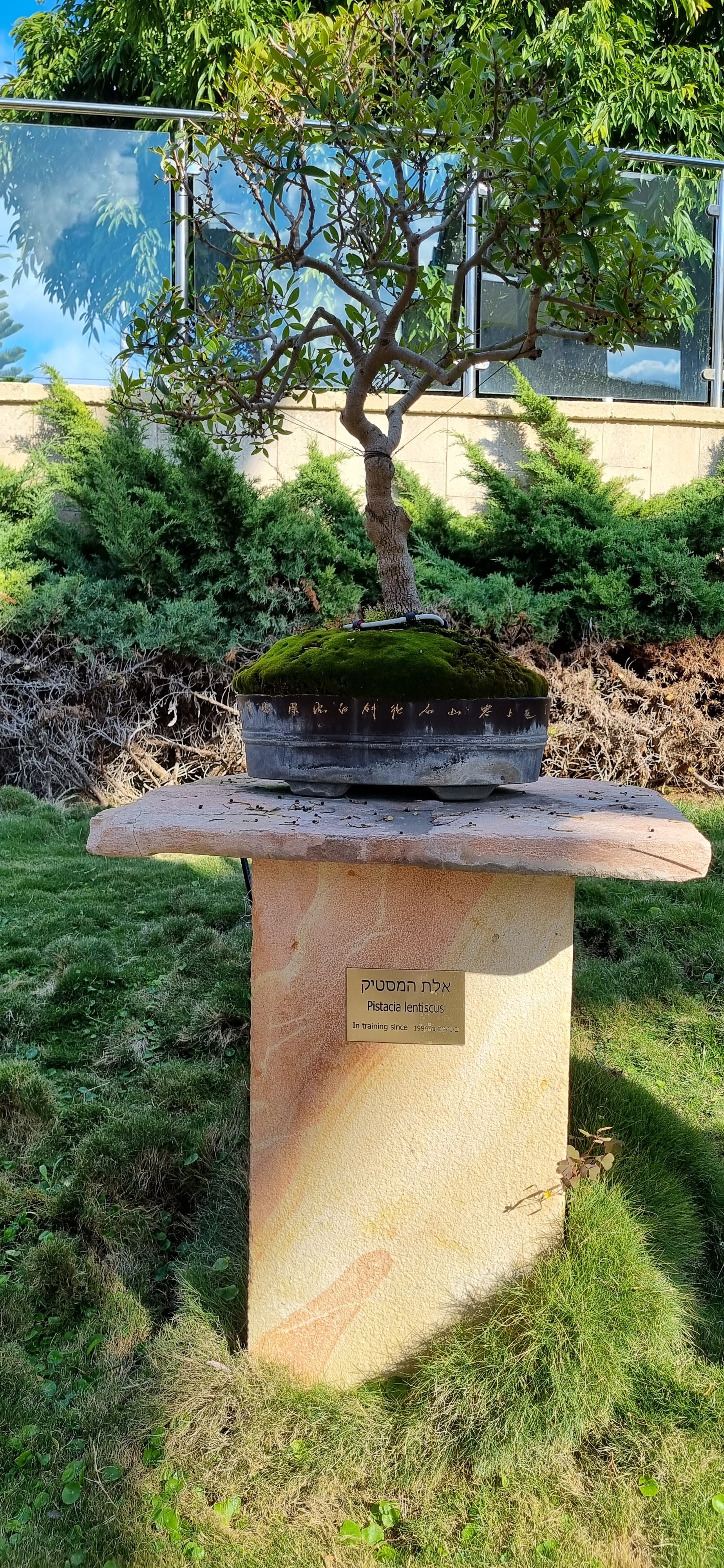 Pistacia Lentiscus Bonsai