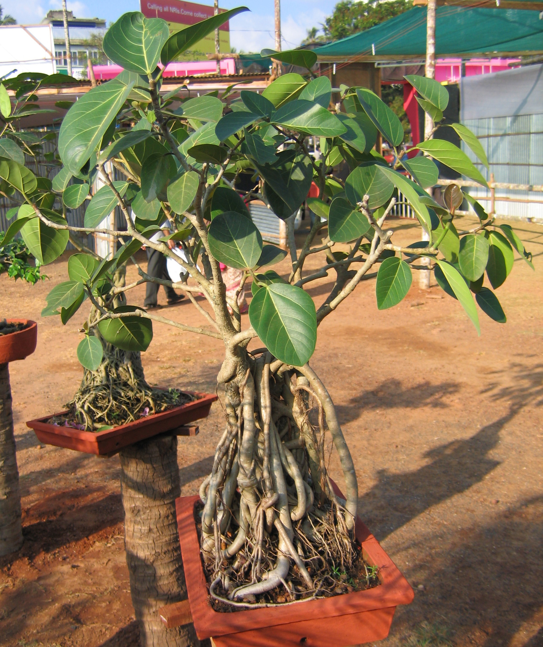 Banyan Bonsai with Fused Aerial Roots
