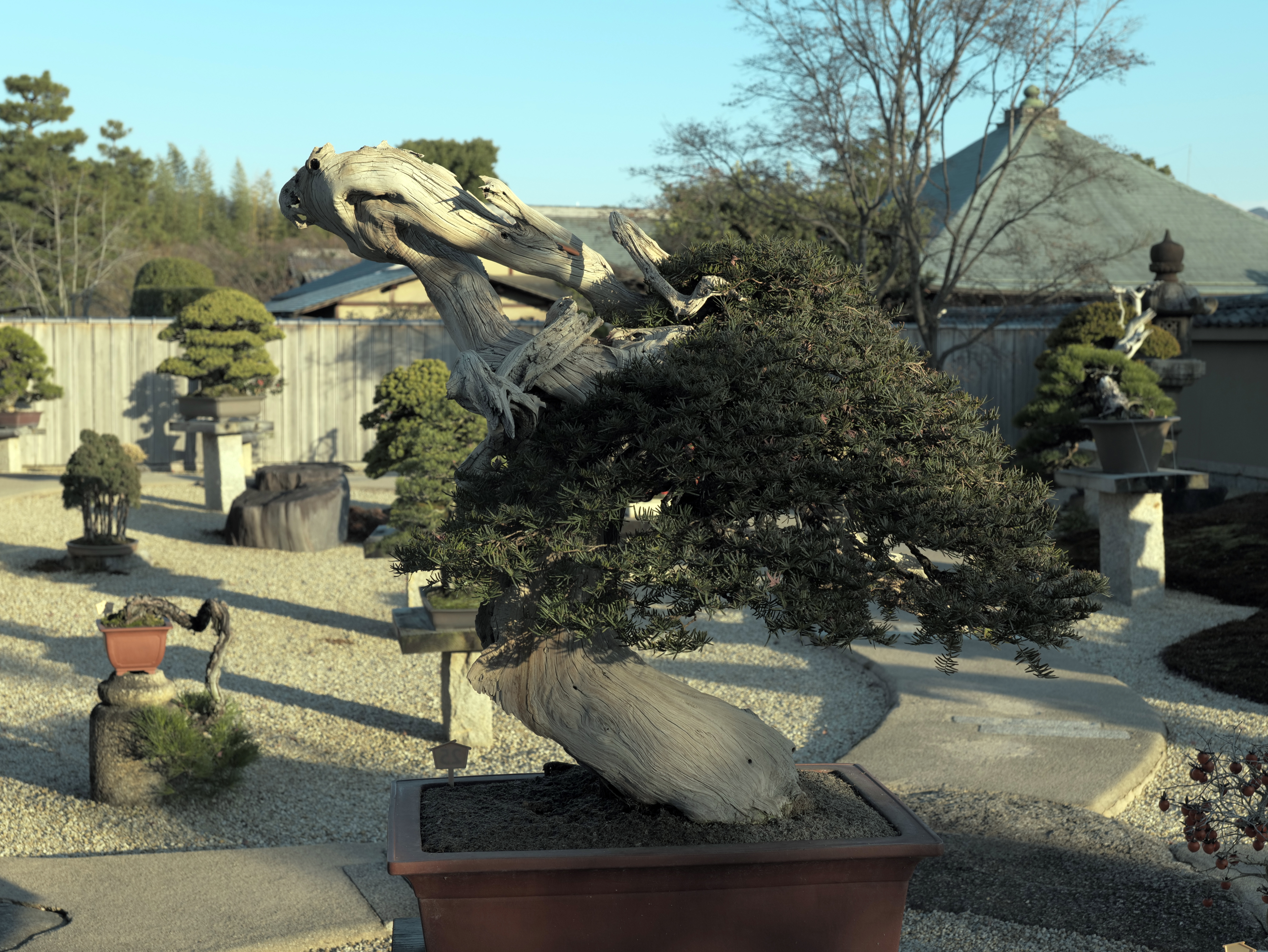 Dramatic Juniper Bonsai with Extensive Deadwood