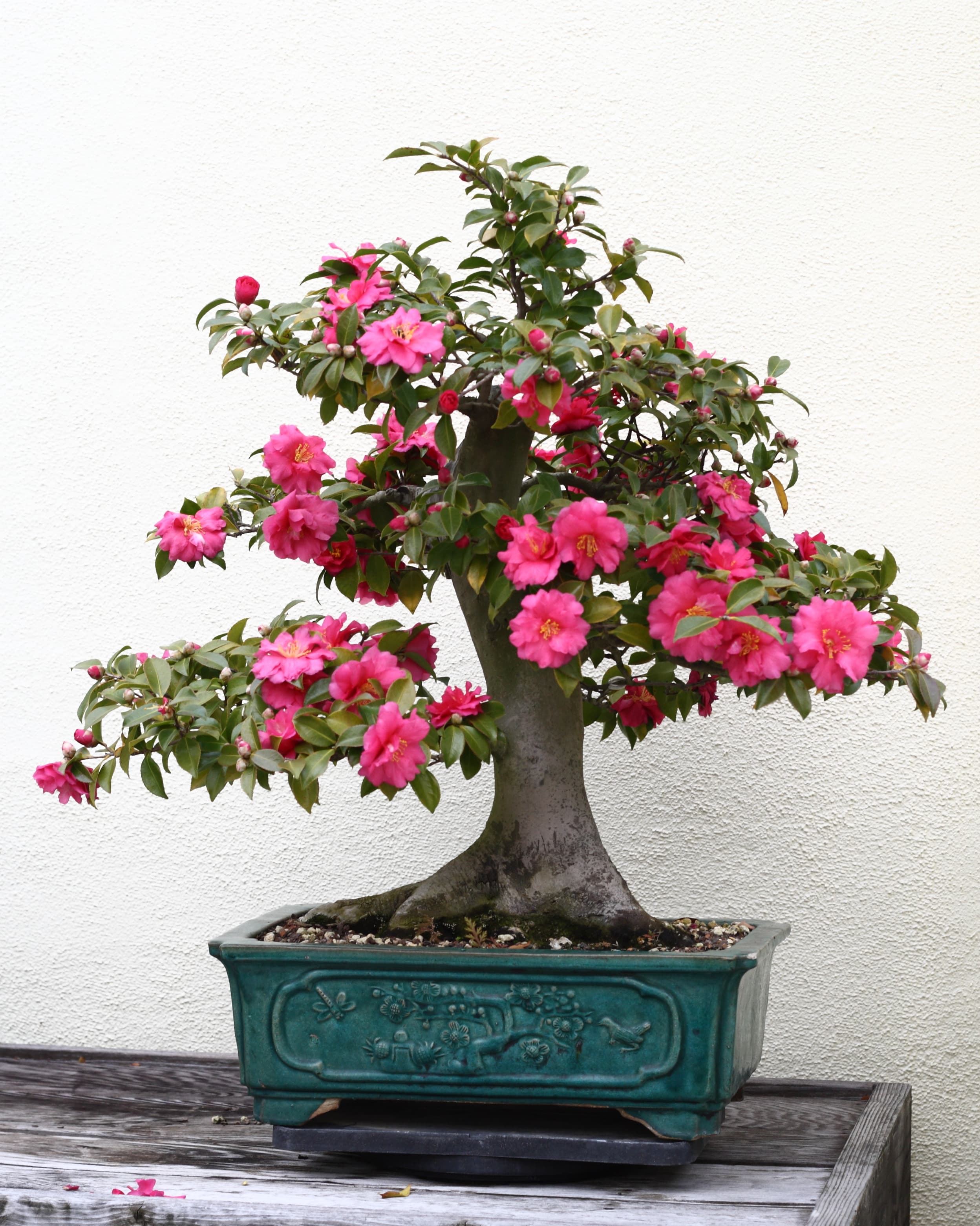 Japanese Camellia Bonsai