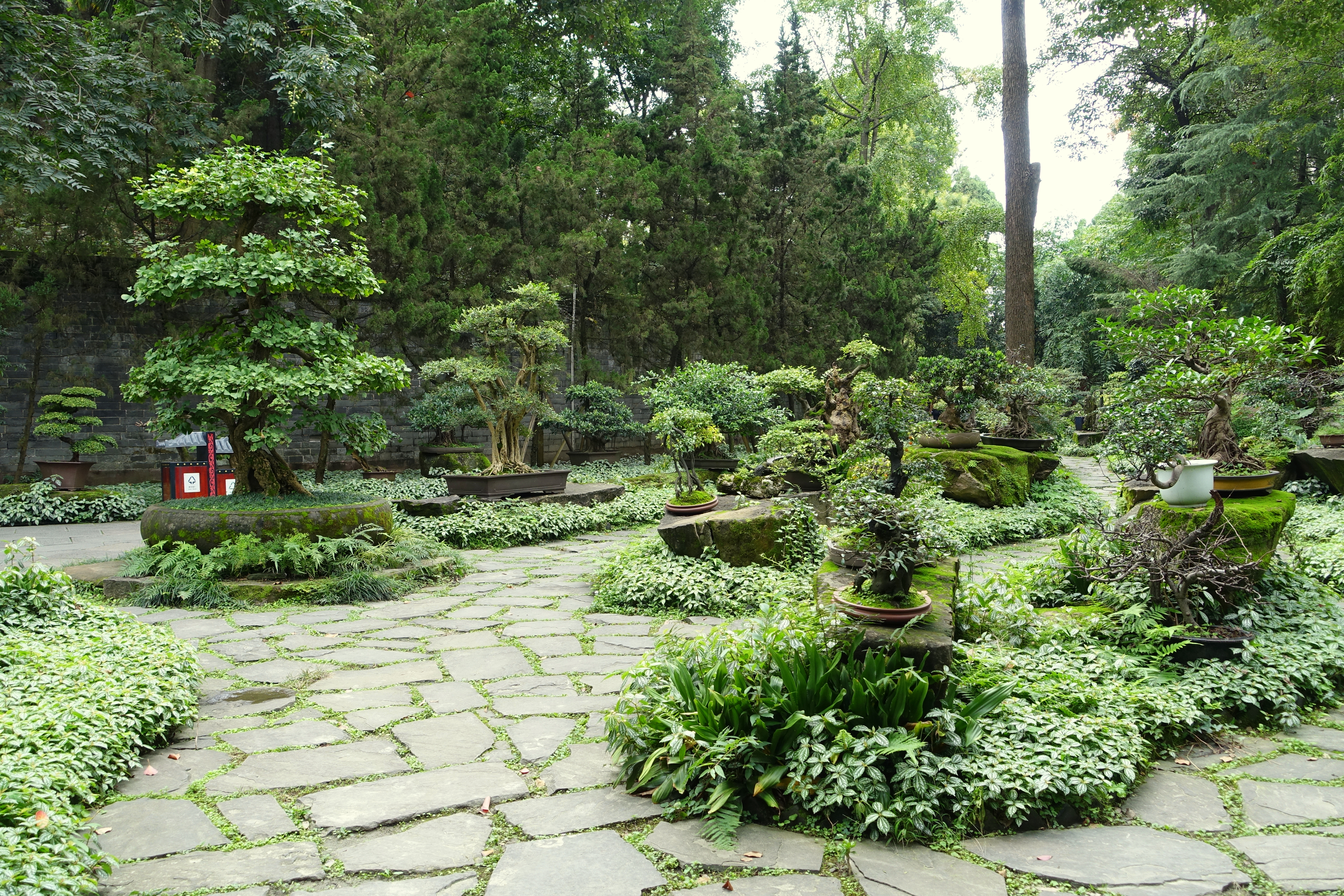 Large Ginkgo Penjing