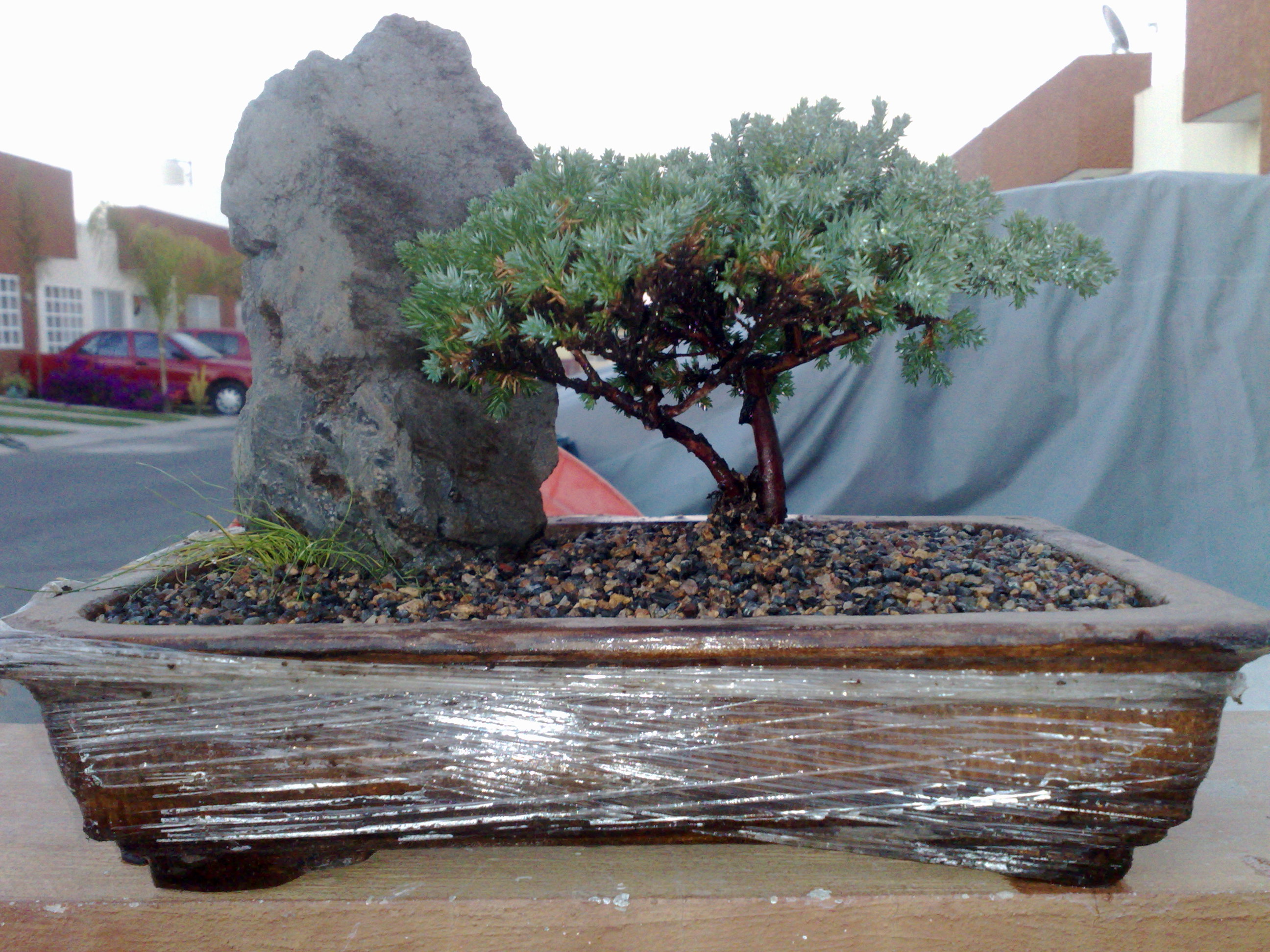 Juniper Root-Over-Rock Bonsai