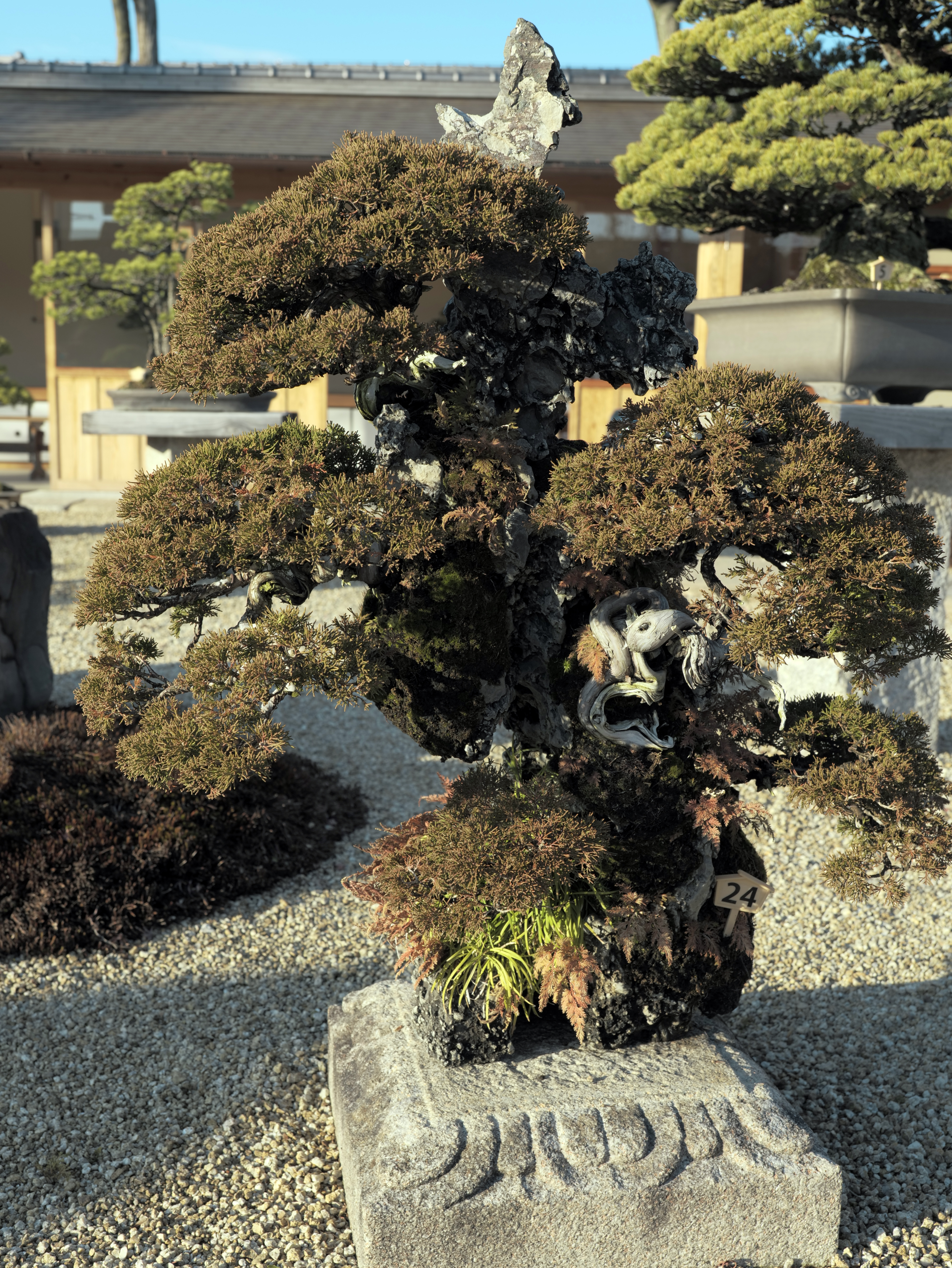 Ancient Juniper Root-Over-Rock Bonsai