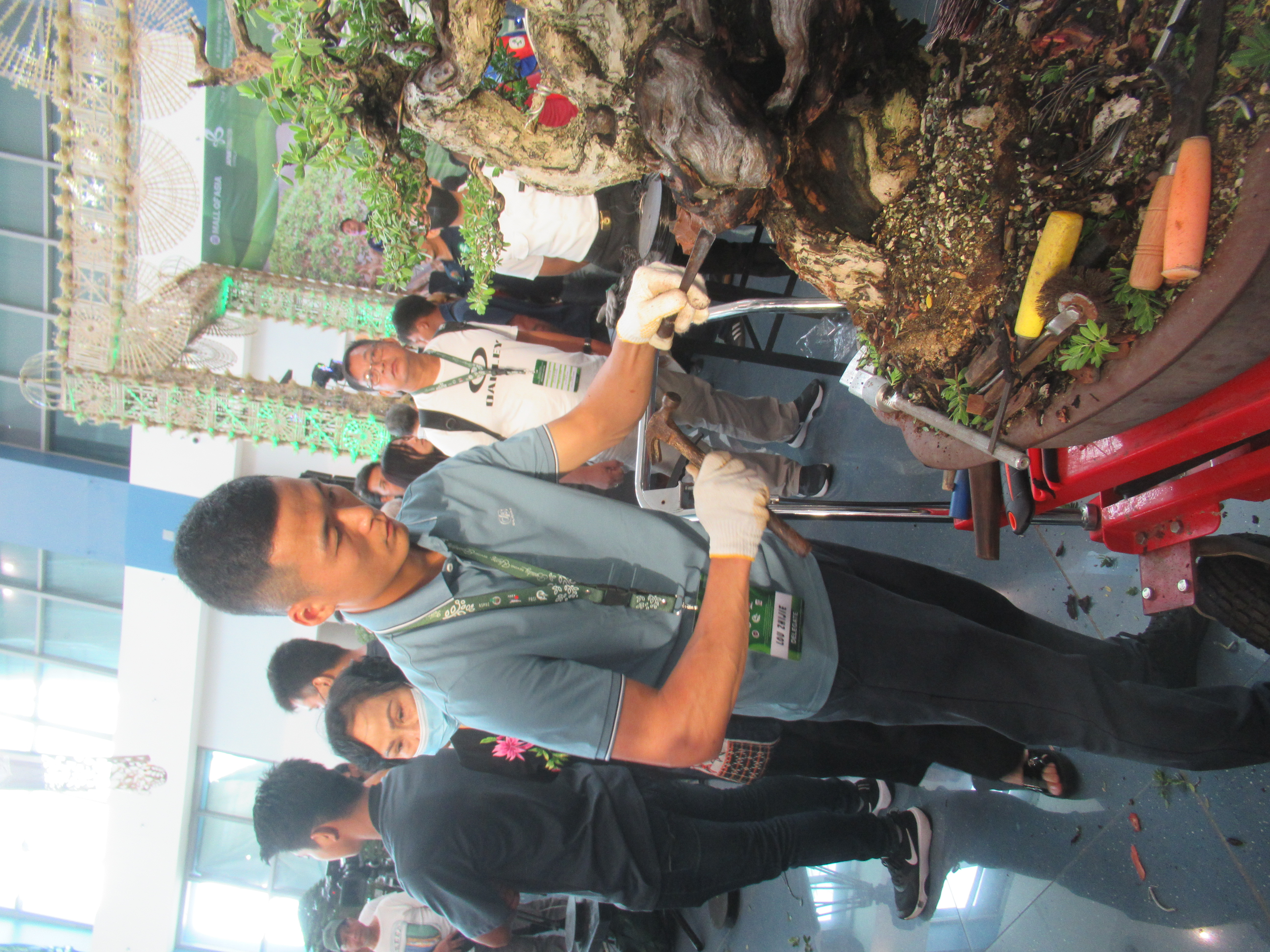 Ancient Ficus Bonsai