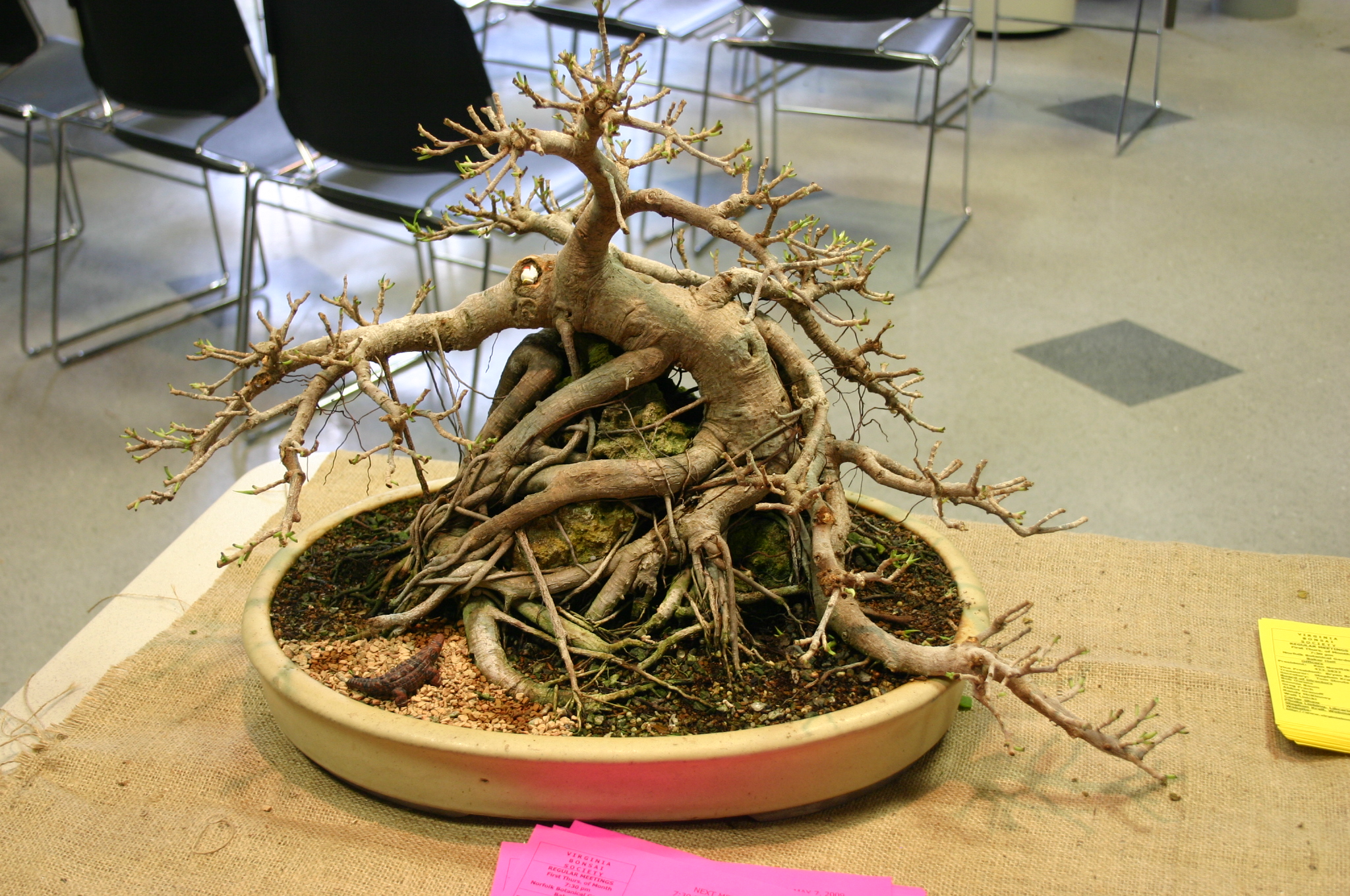 Chinese Banyan Root-Over-Rock Bonsai