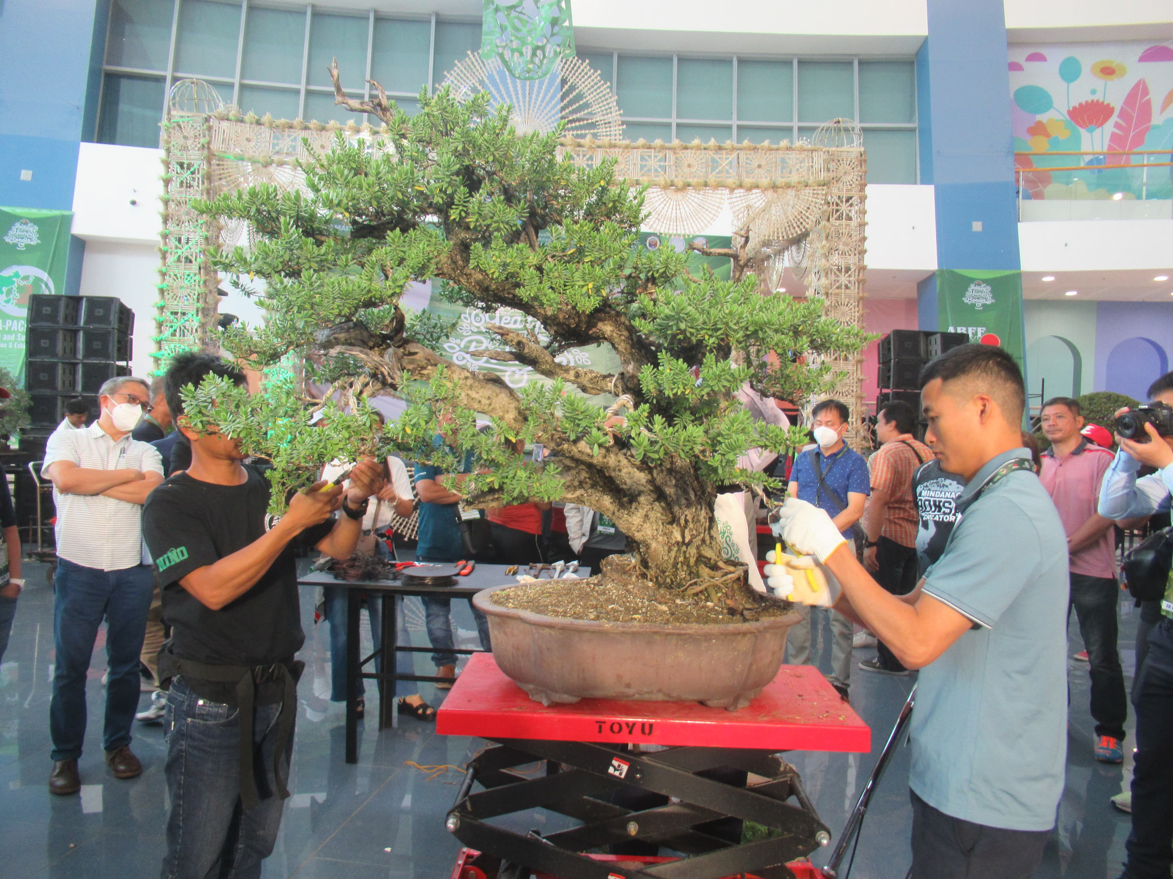Ficus Microcarpa Bonsai