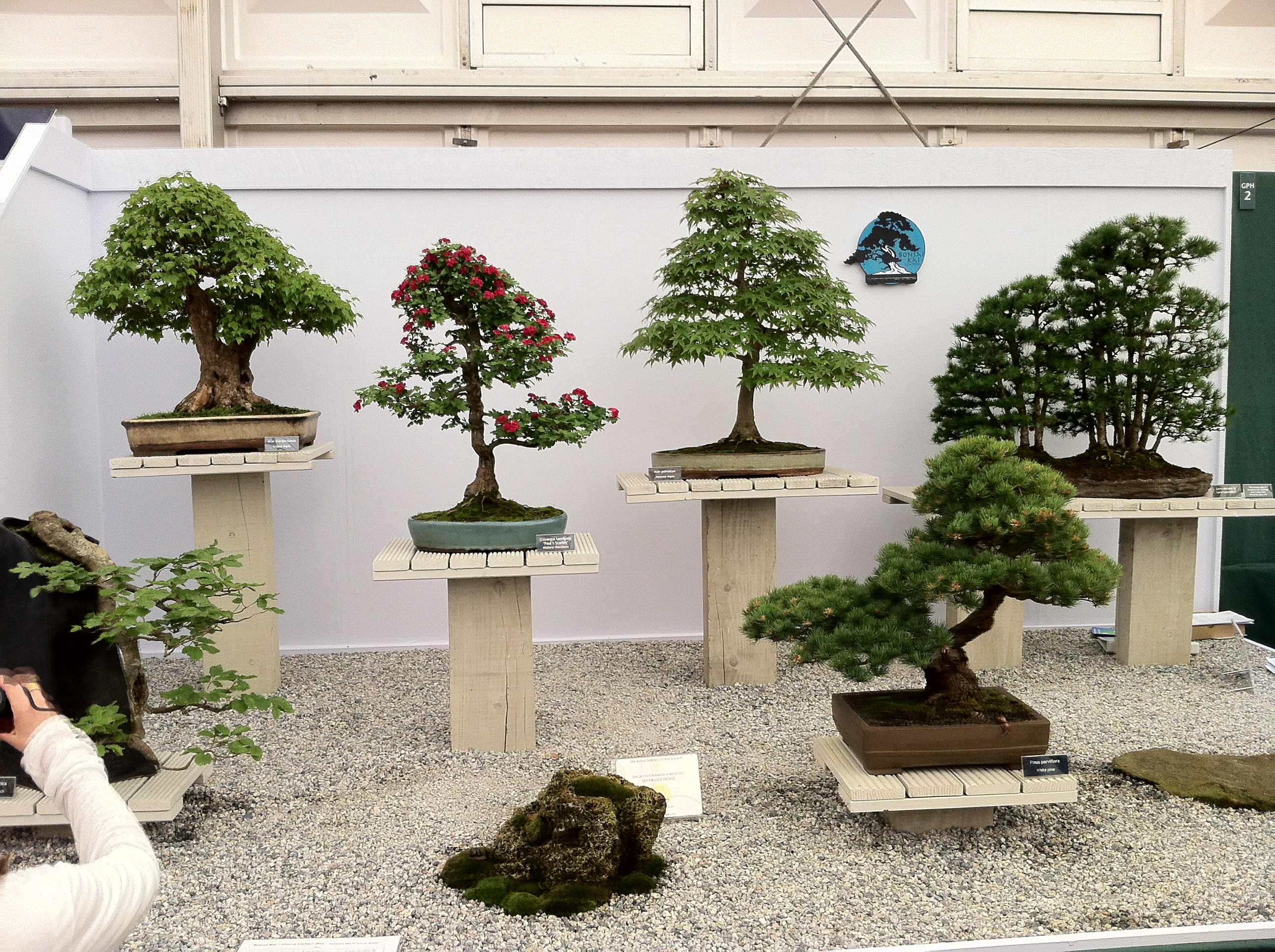 Flowering Hawthorn Bonsai