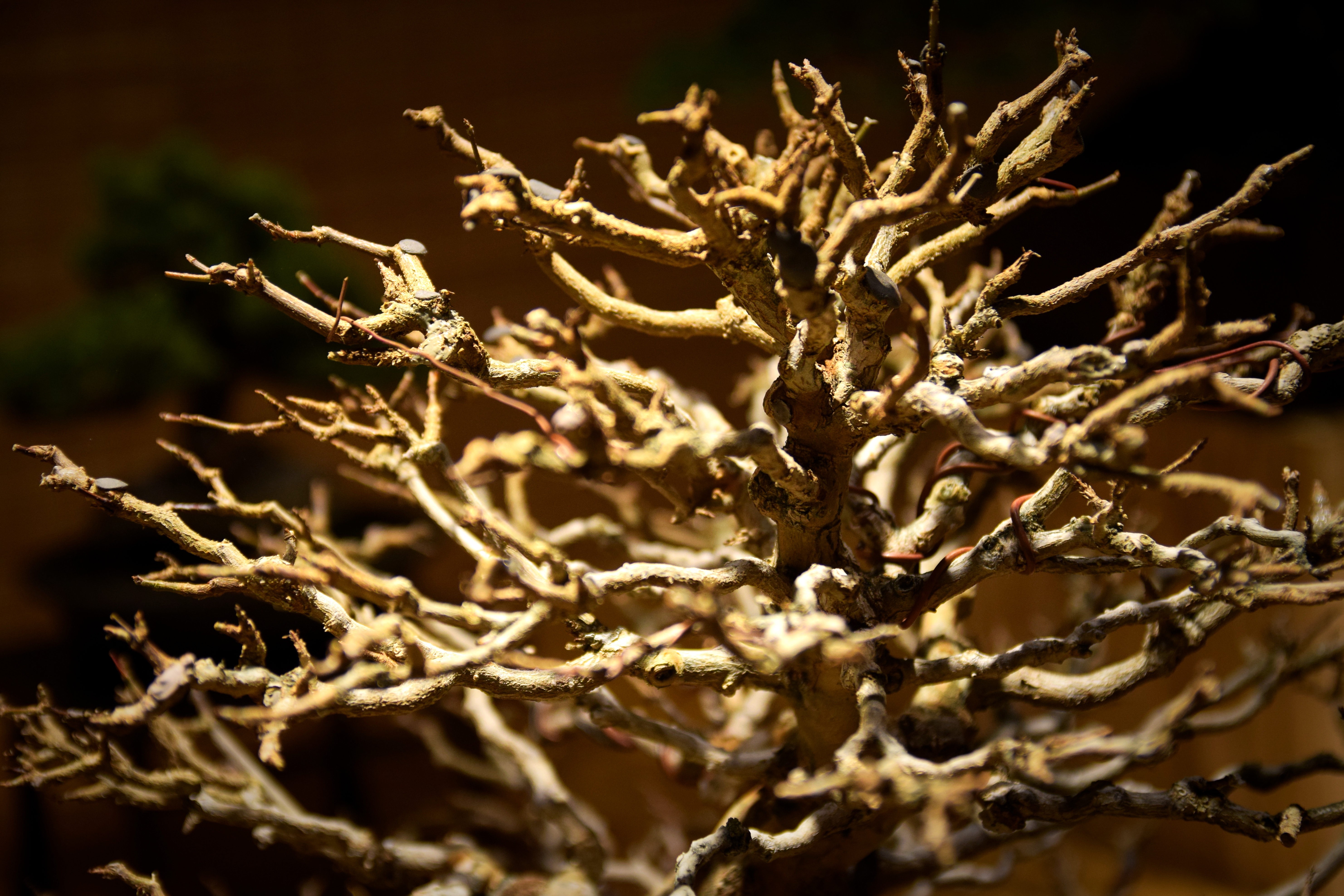 Winter Silhouette Zelkova Bonsai
