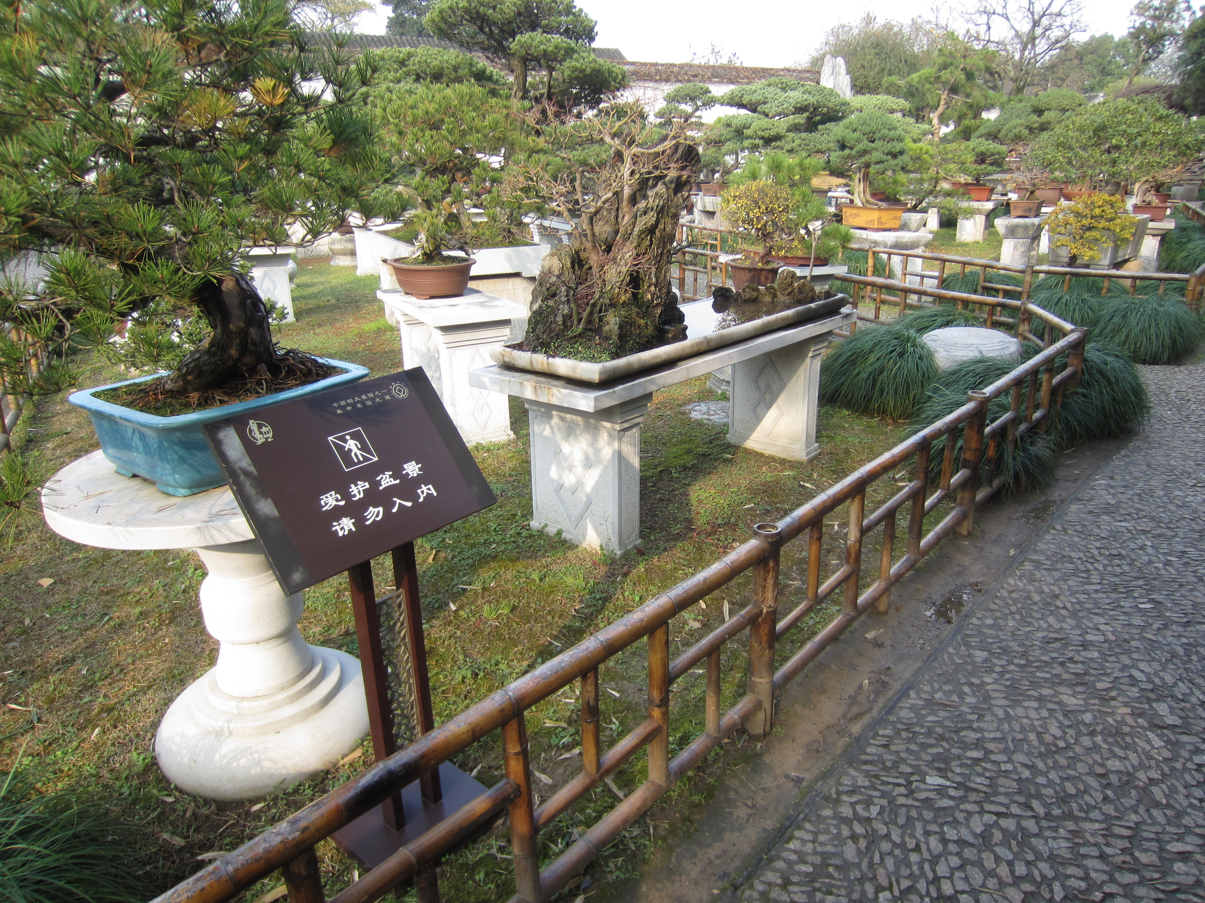 Aged Informal Upright Pine Bonsai