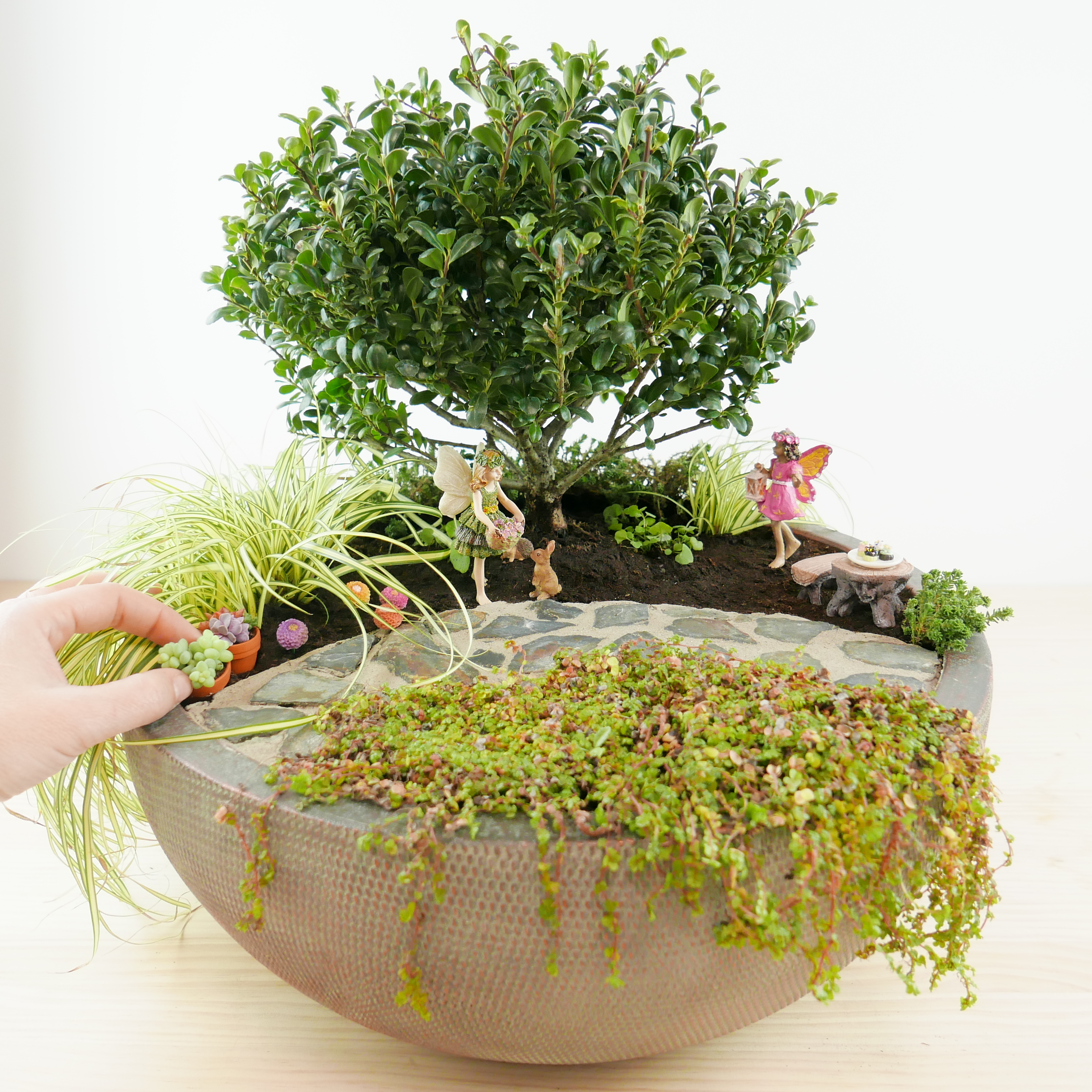 Japanese Holly Fairy Garden Bonsai