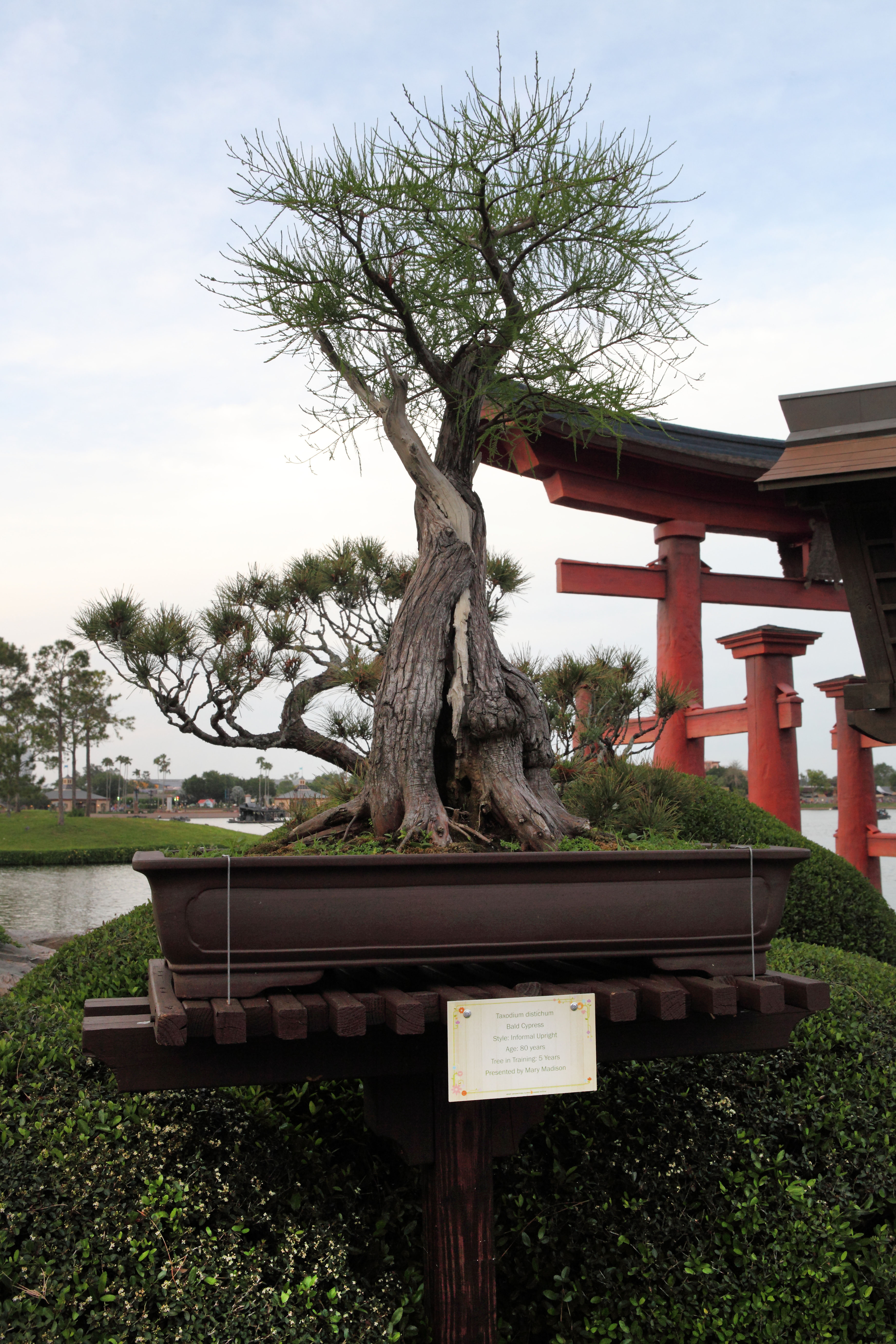 Bald Cypress Informal Upright Bonsai
