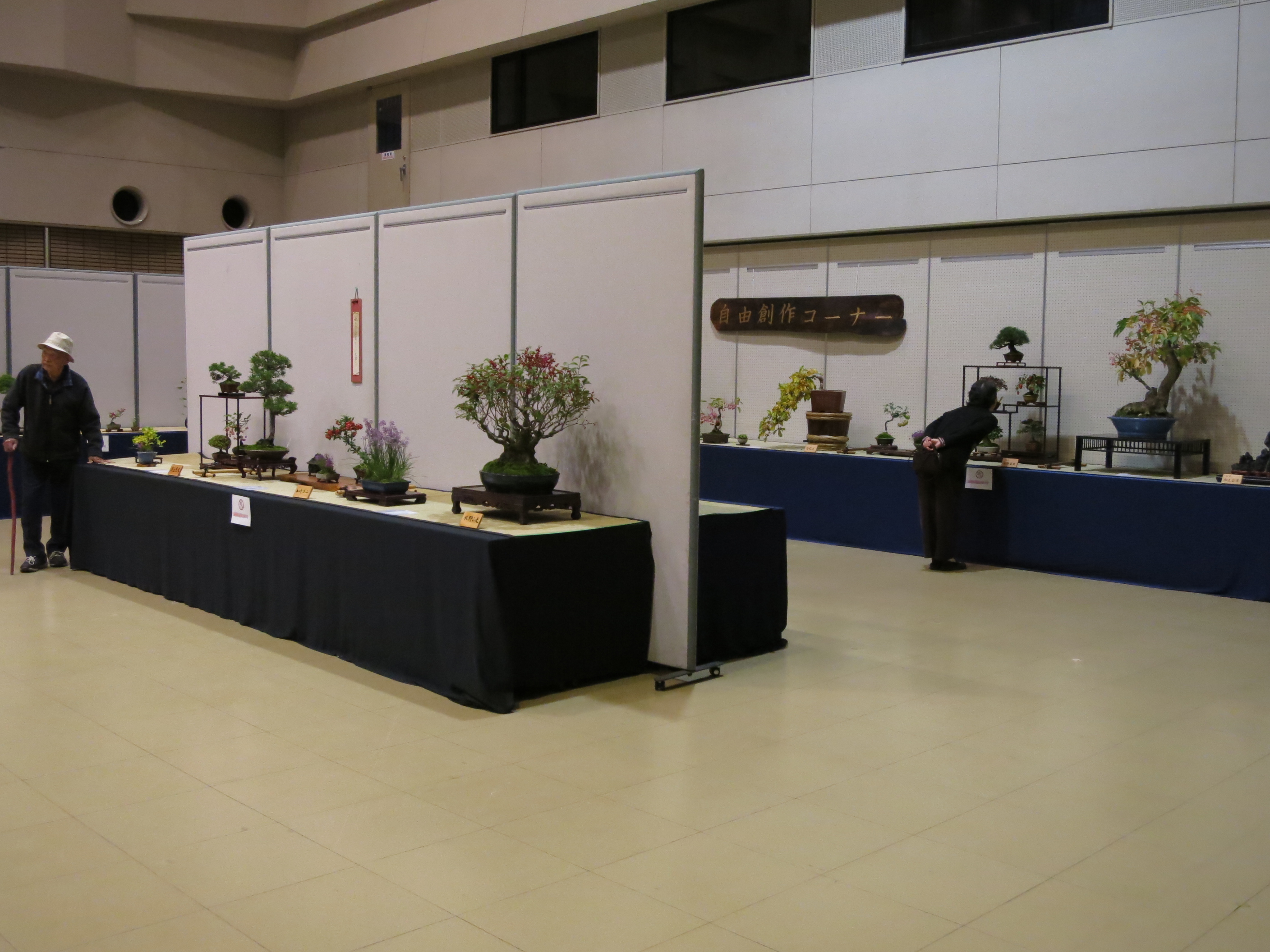 Japanese Quince Bonsai