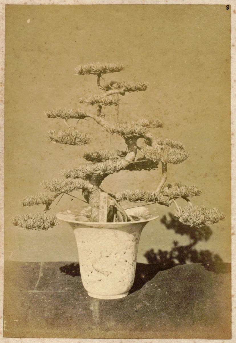Tako-zukuri Pine Bonsai (1889)