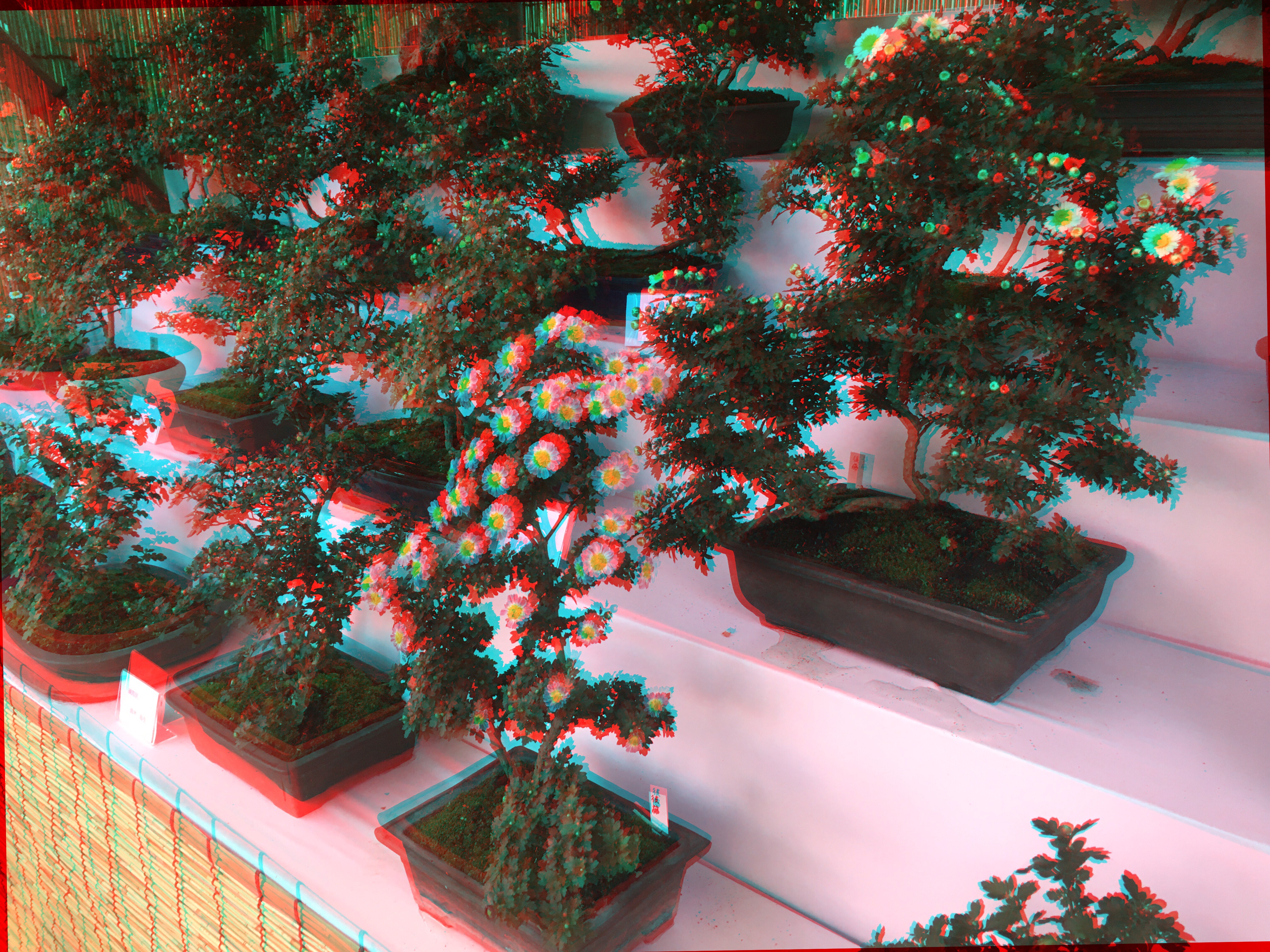 Flowering Chrysanthemum Bonsai